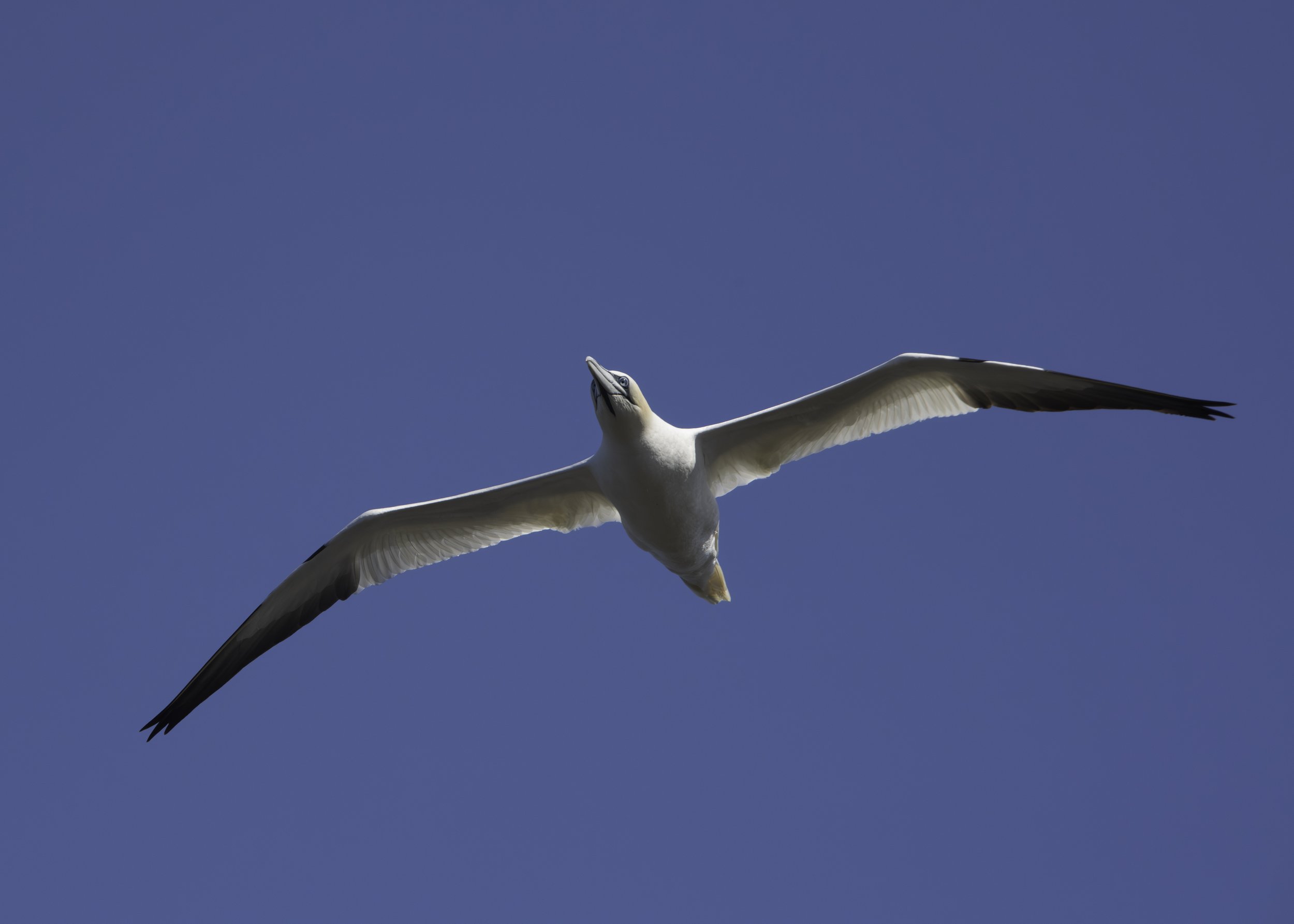 CA-Gaspesie - New Brunswick - Nova scotia 2018 3210.jpg