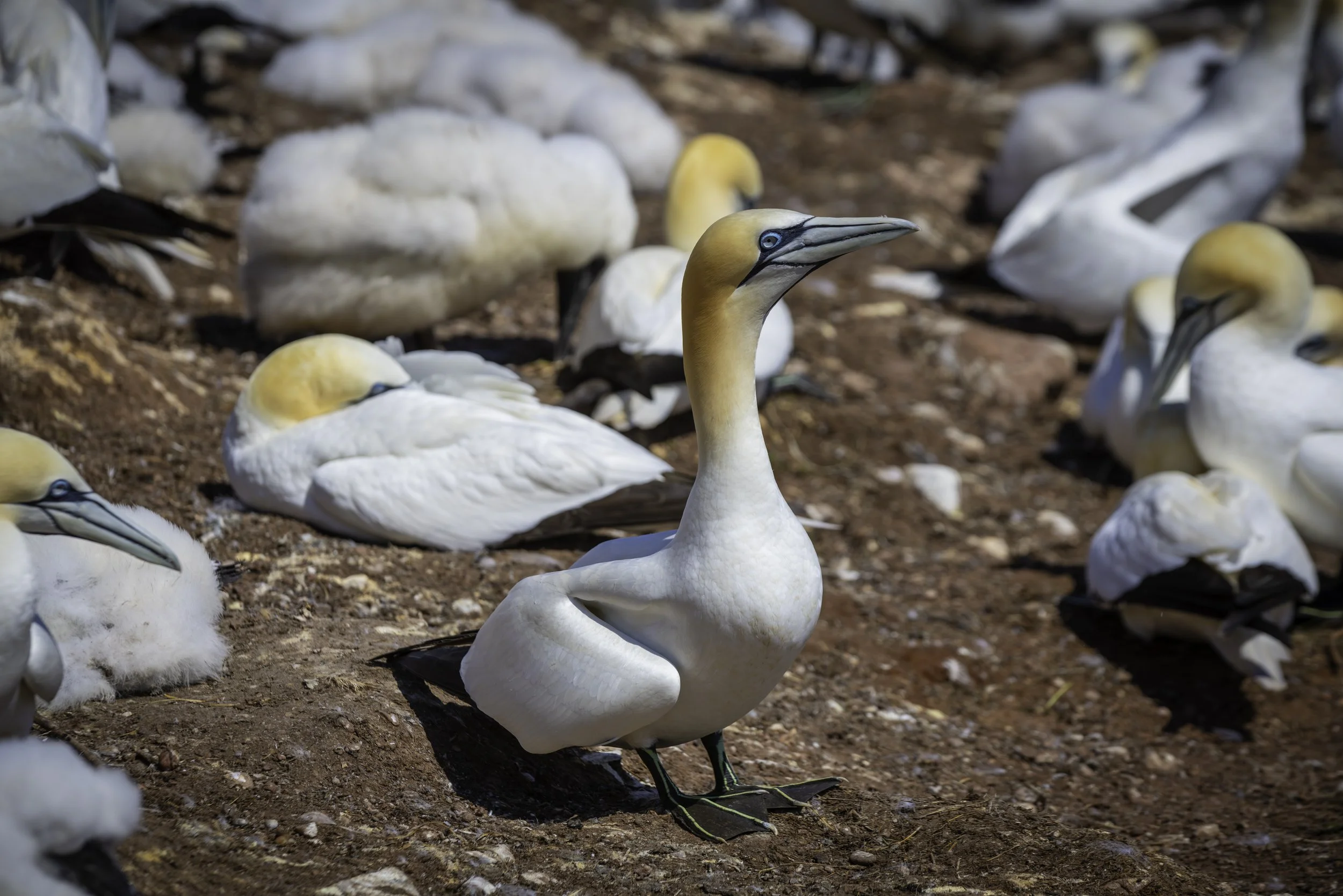 CA-Gaspesie - New Brunswick - Nova scotia 2018 4034.jpg