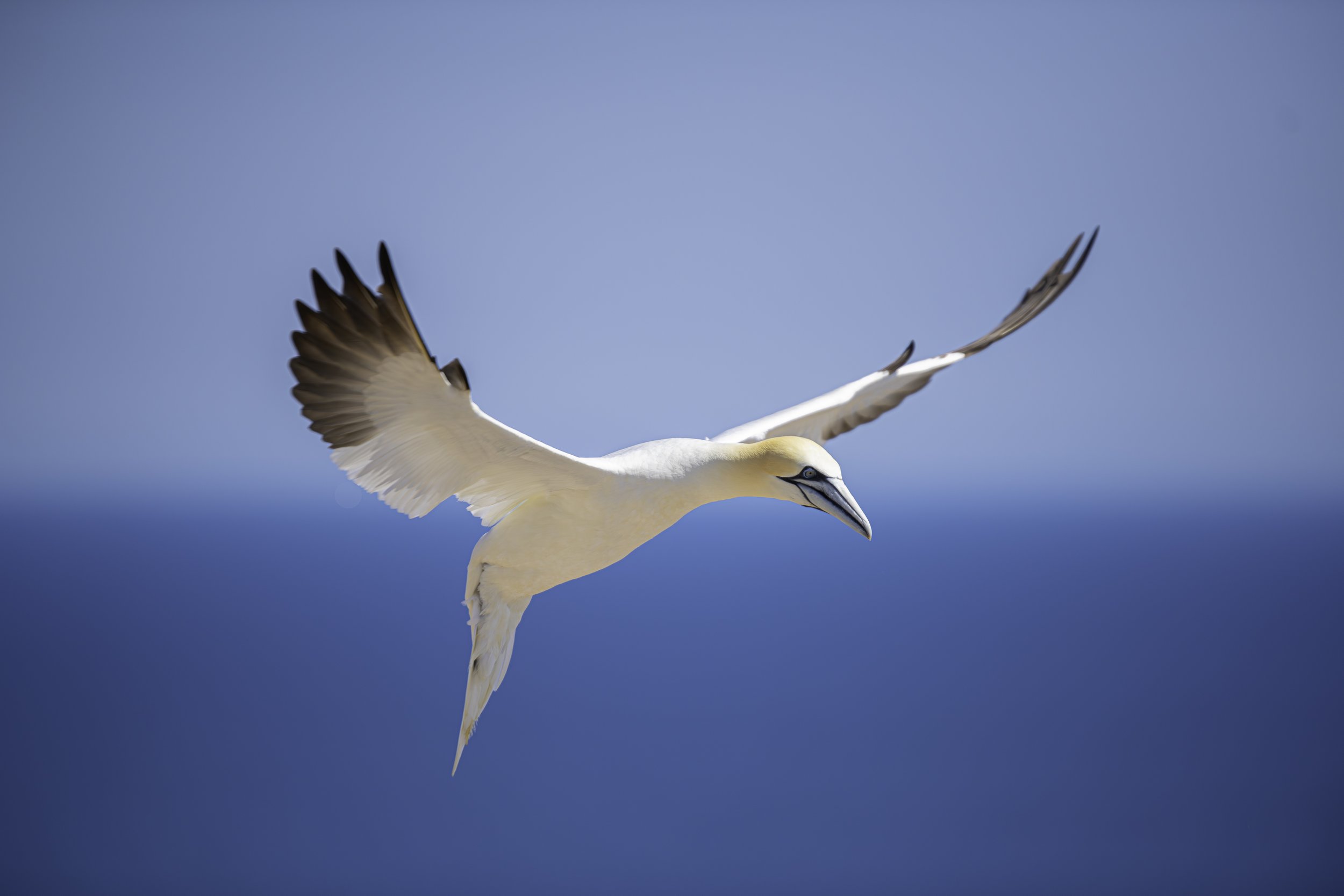 CA-Gaspesie - New Brunswick - Nova scotia 2018 4147.jpg