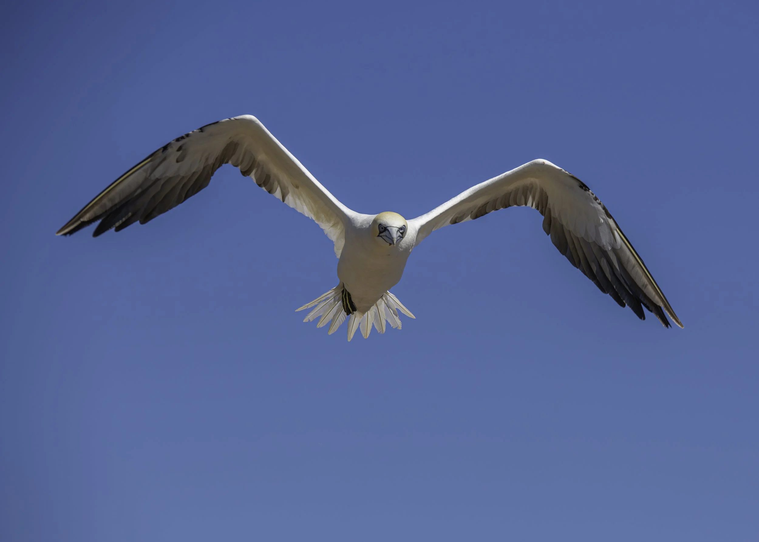 CA-Gaspesie - New Brunswick - Nova scotia 2018 4171.jpg