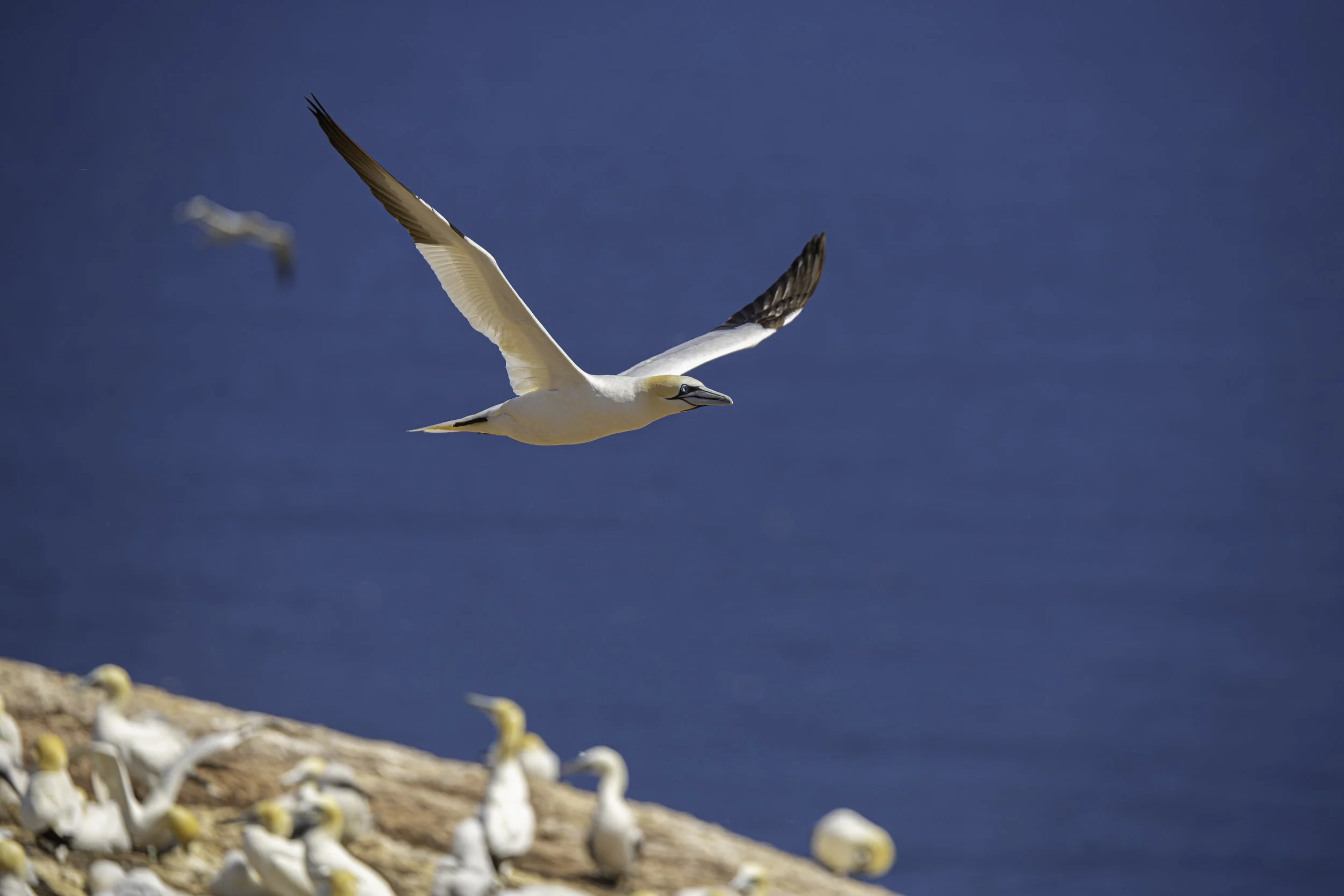 CA-Gaspesie - New Brunswick - Nova scotia 2018 4205.jpg