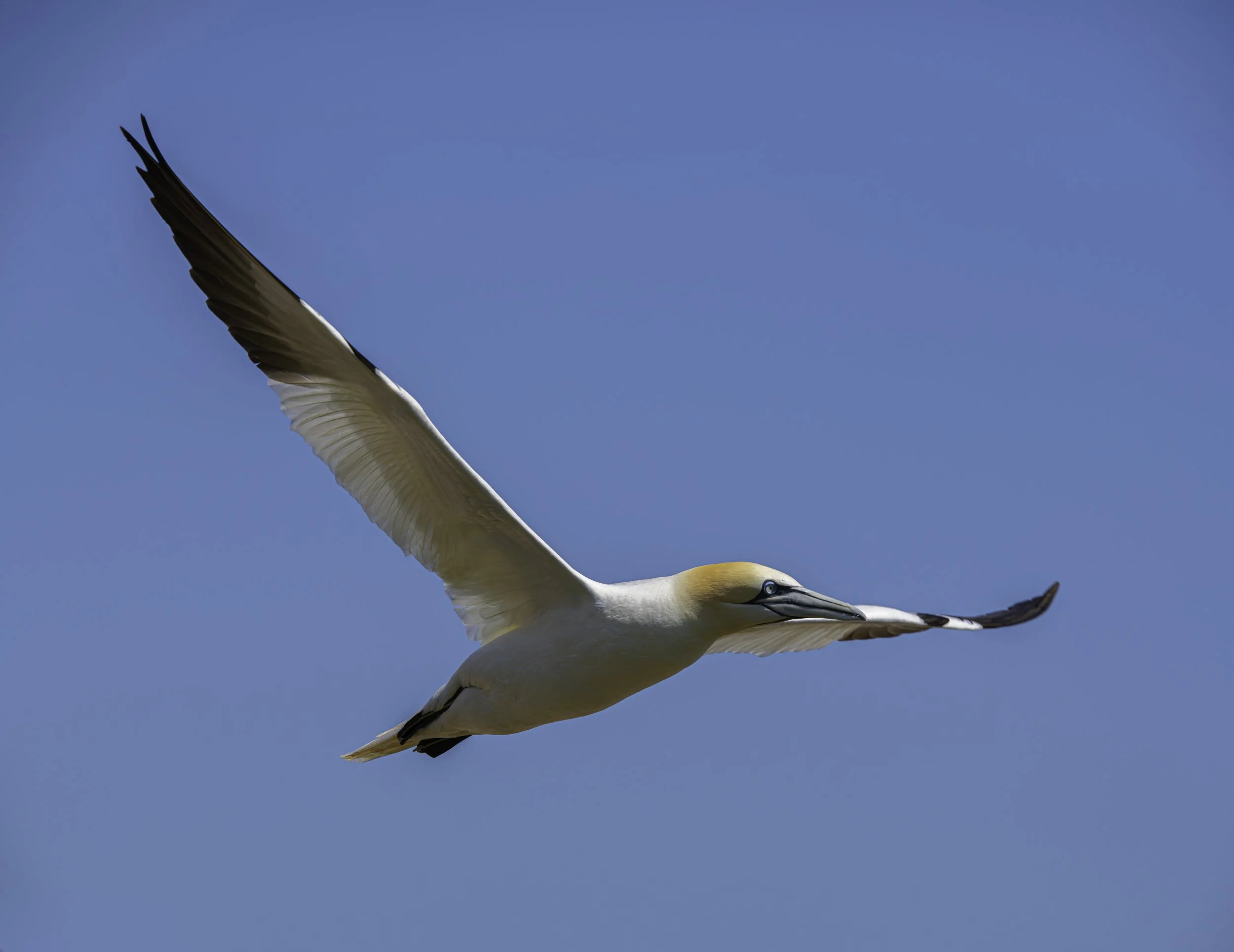 CA-Gaspesie - New Brunswick - Nova scotia 2018 4300-Edit.jpg