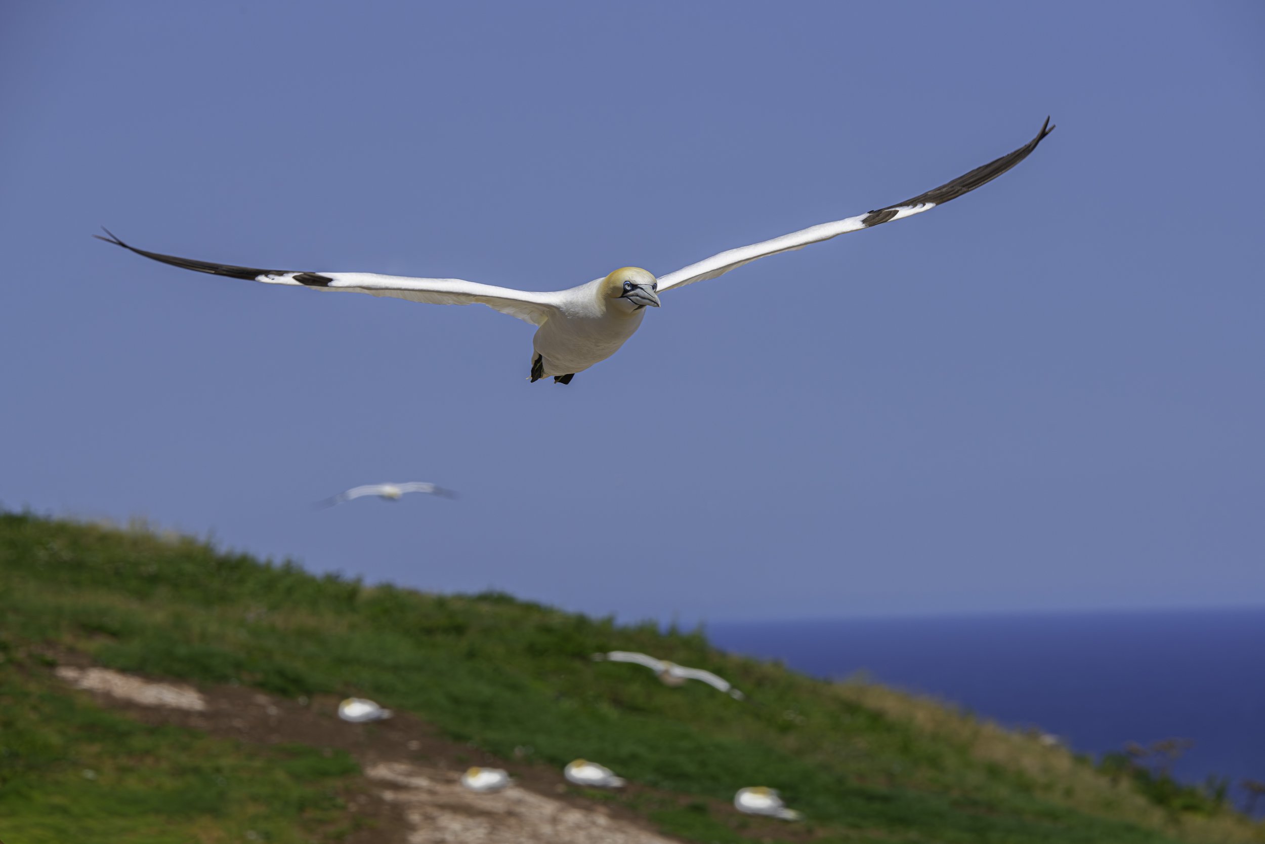 CA-Gaspesie - New Brunswick - Nova scotia 2018 4292.jpg