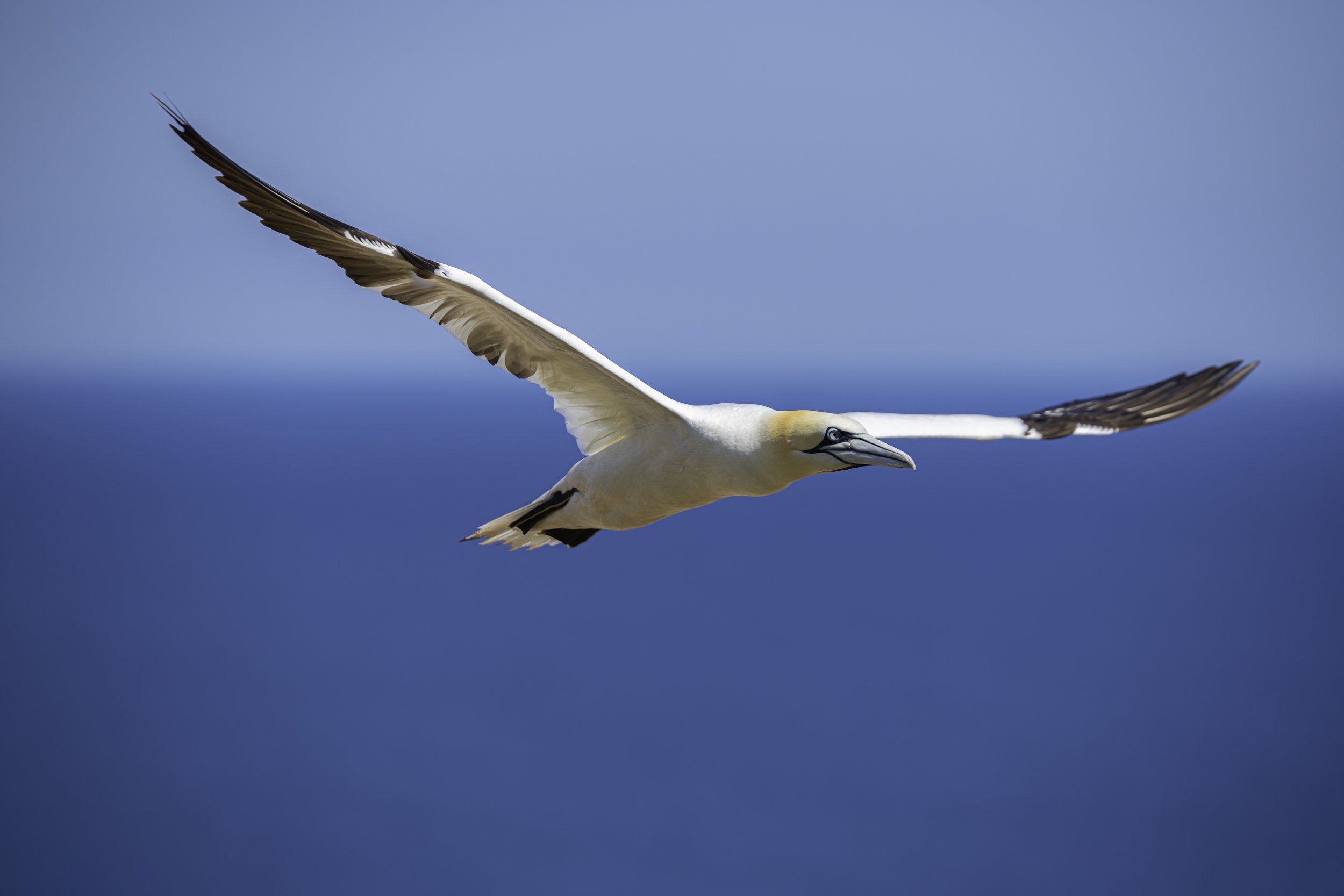 CA-Gaspesie - New Brunswick - Nova scotia 2018 4325.jpg