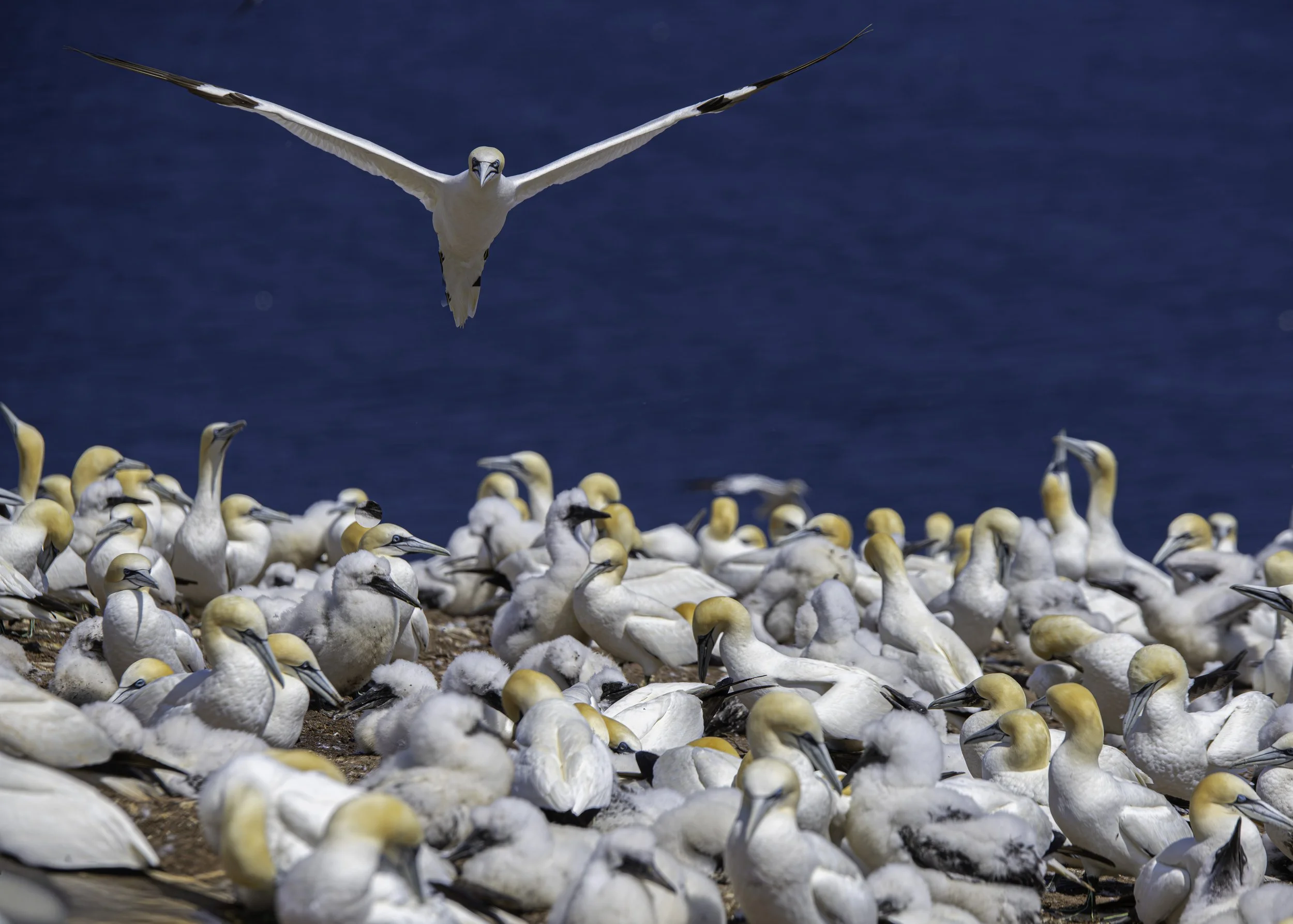 CA-Gaspesie - New Brunswick - Nova scotia 2018 4354.jpg