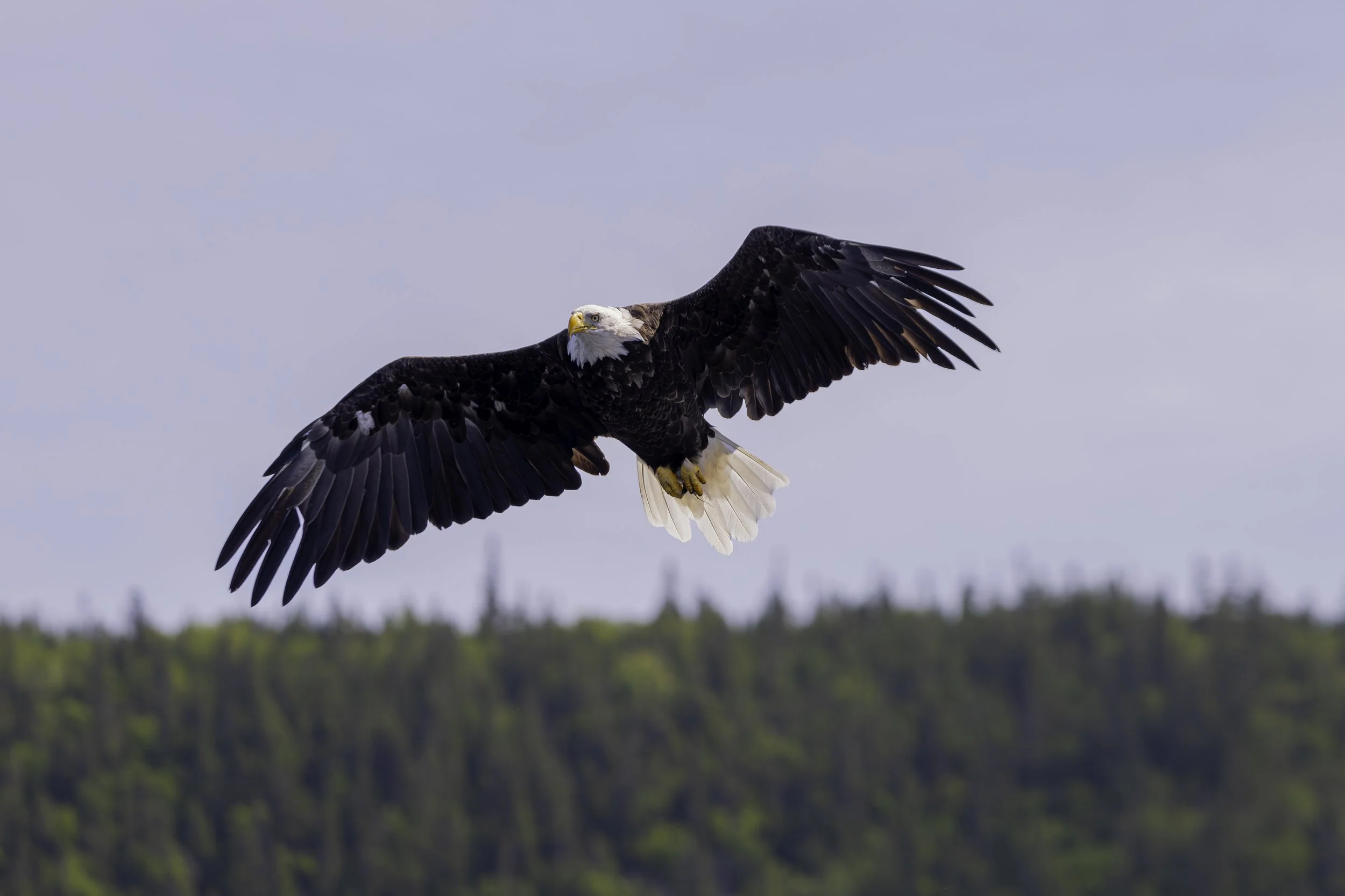 CA-Gaspesie - New Brunswick - Nova scotia 2018 6074.jpg