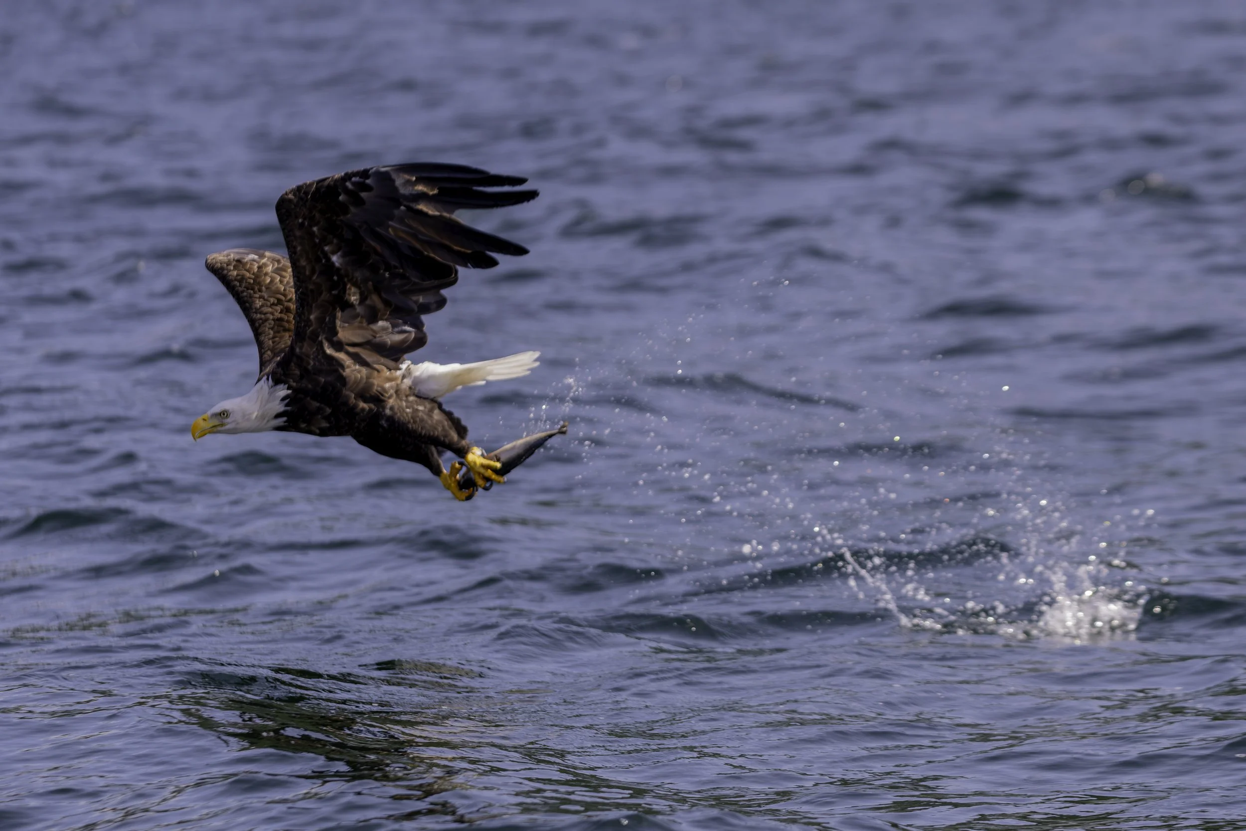 CA-Gaspesie - New Brunswick - Nova scotia 2018 6087.jpg
