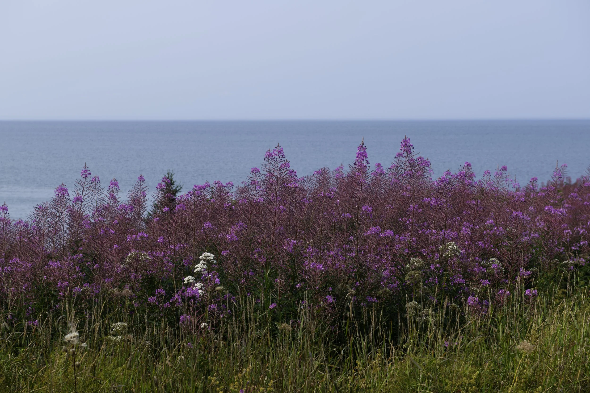 CA-Gaspesie - New Brunswick - Nova scotia 2018 2687.jpg