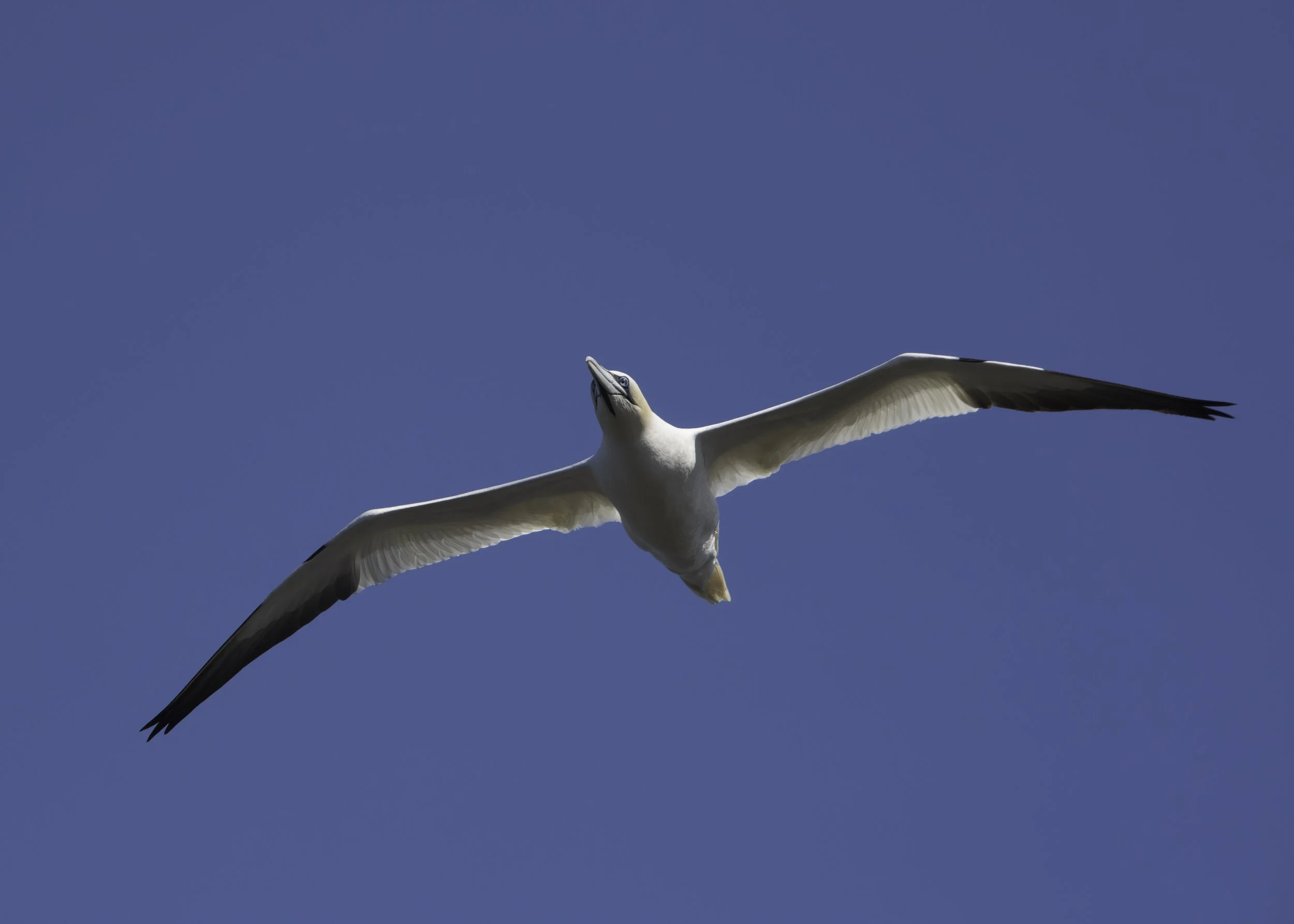 CA-Gaspesie - New Brunswick - Nova scotia 2018 3210.jpg