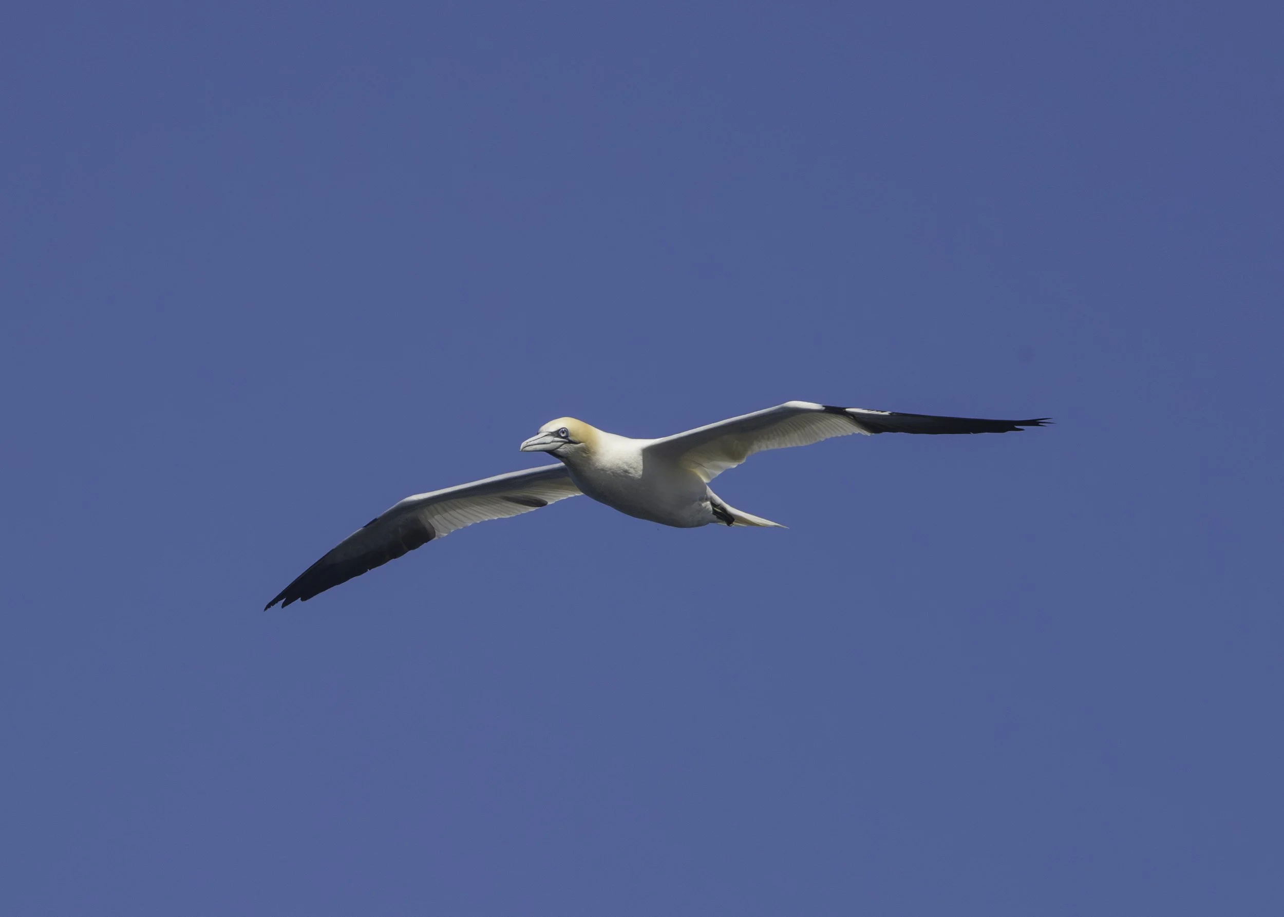 CA-Gaspesie - New Brunswick - Nova scotia 2018 3289.jpg