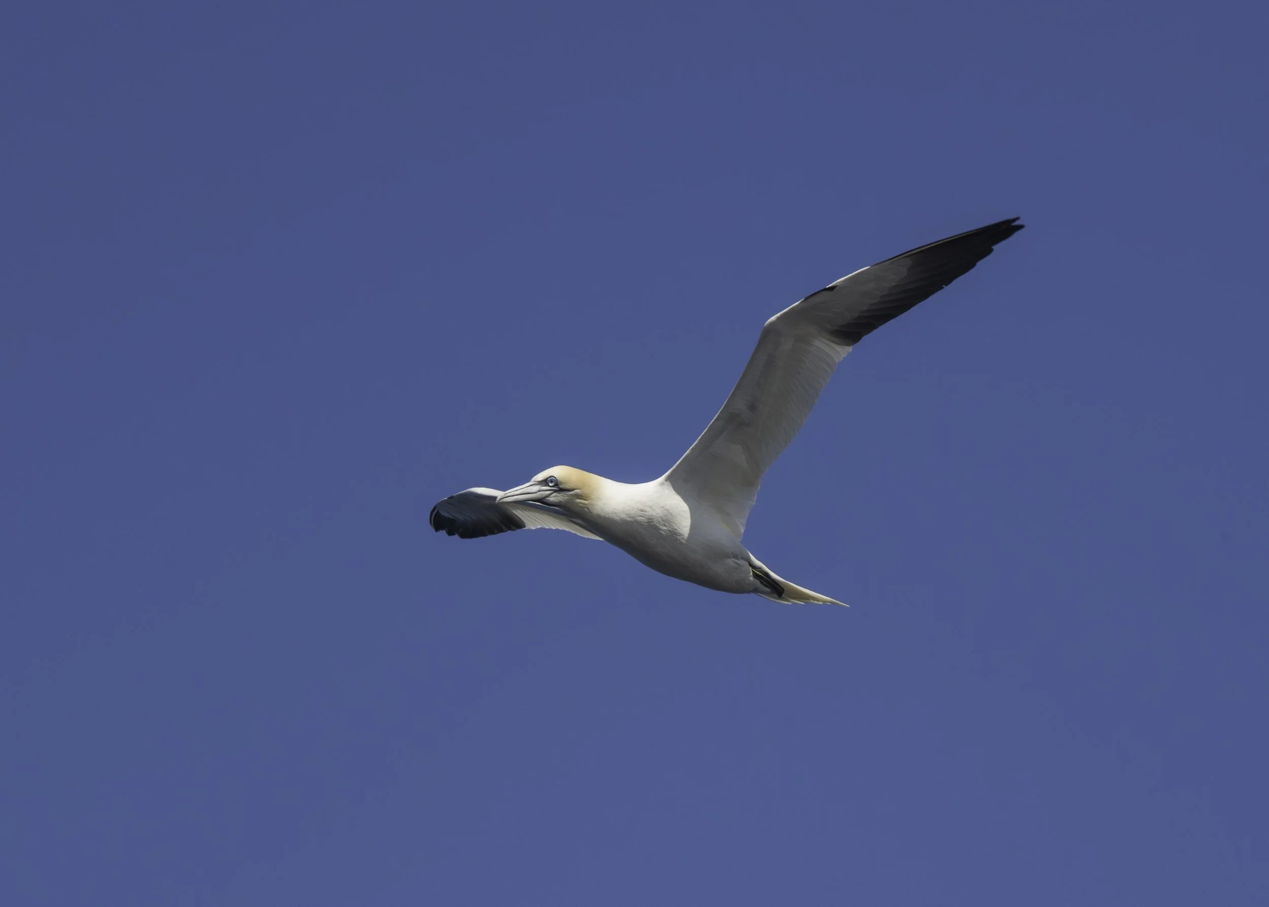 CA-Gaspesie - New Brunswick - Nova scotia 2018 3294.jpg