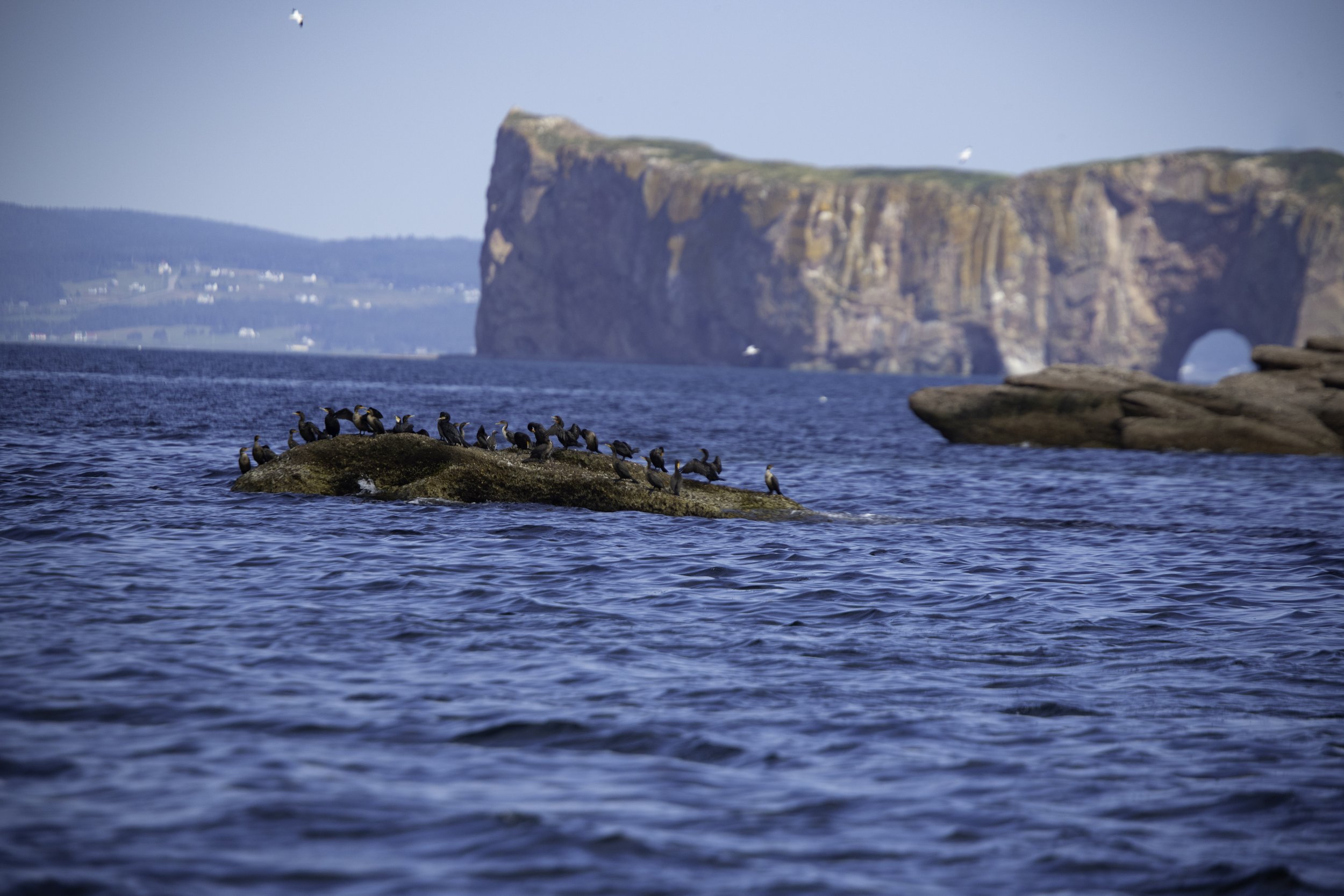 CA-Gaspesie - New Brunswick - Nova scotia 2018 3650.jpg