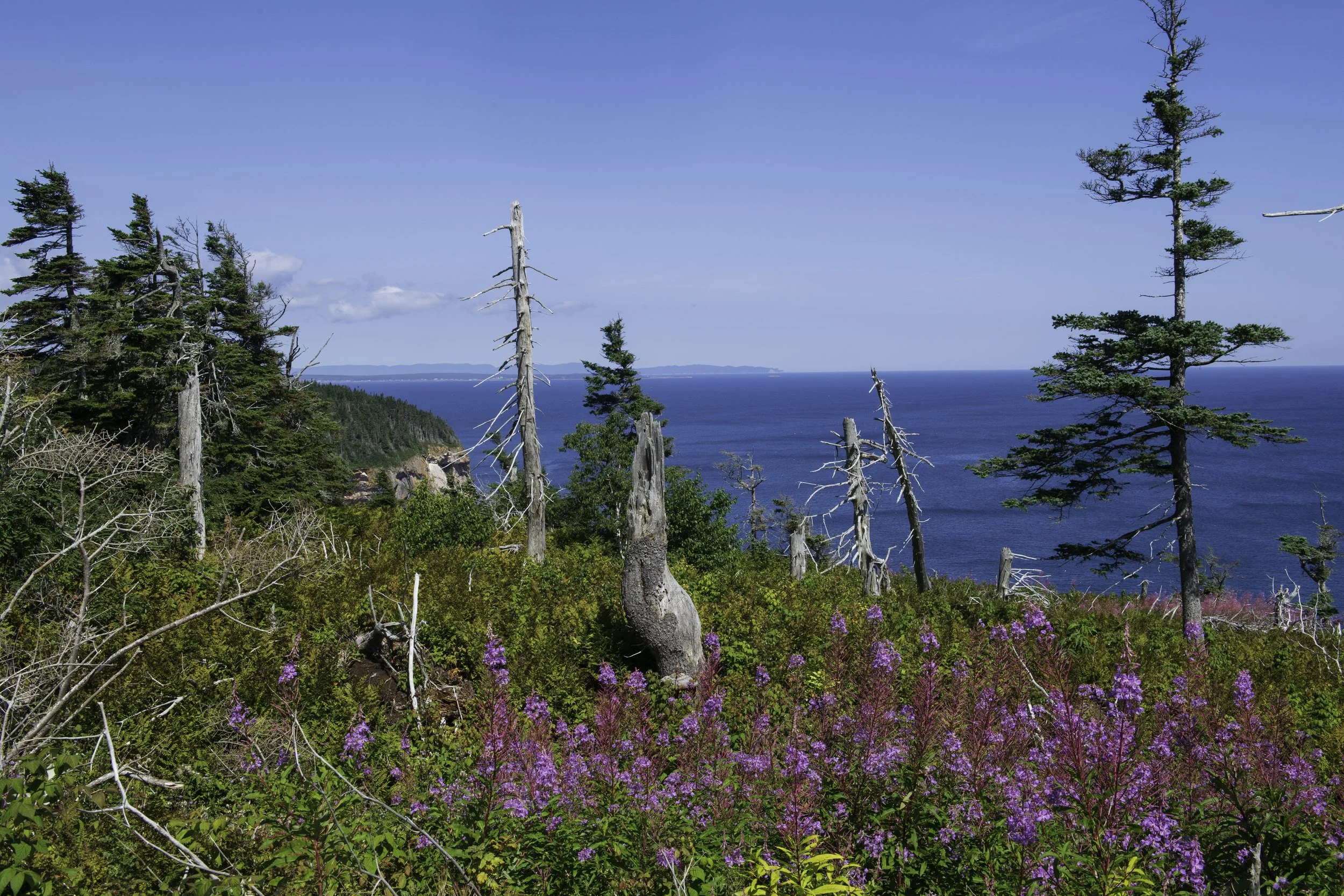 CA-Gaspesie - New Brunswick - Nova scotia 2018 3772.jpg