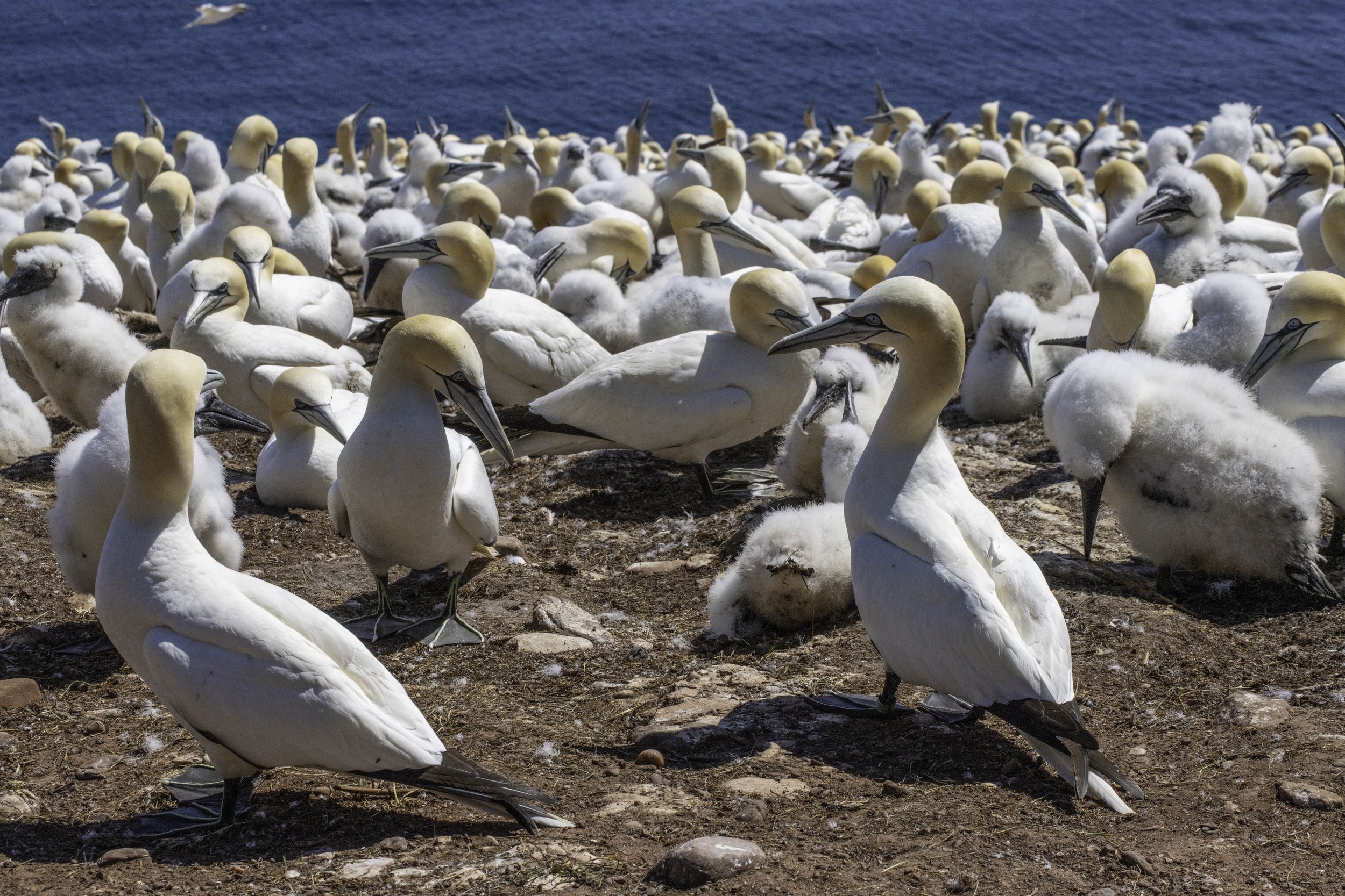 CA-Gaspesie - New Brunswick - Nova scotia 2018 3872.jpg
