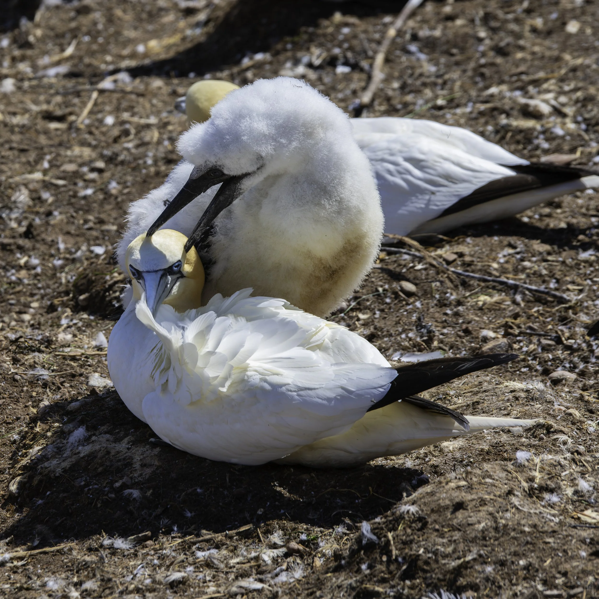 CA-Gaspesie - New Brunswick - Nova scotia 2018 4052.jpg