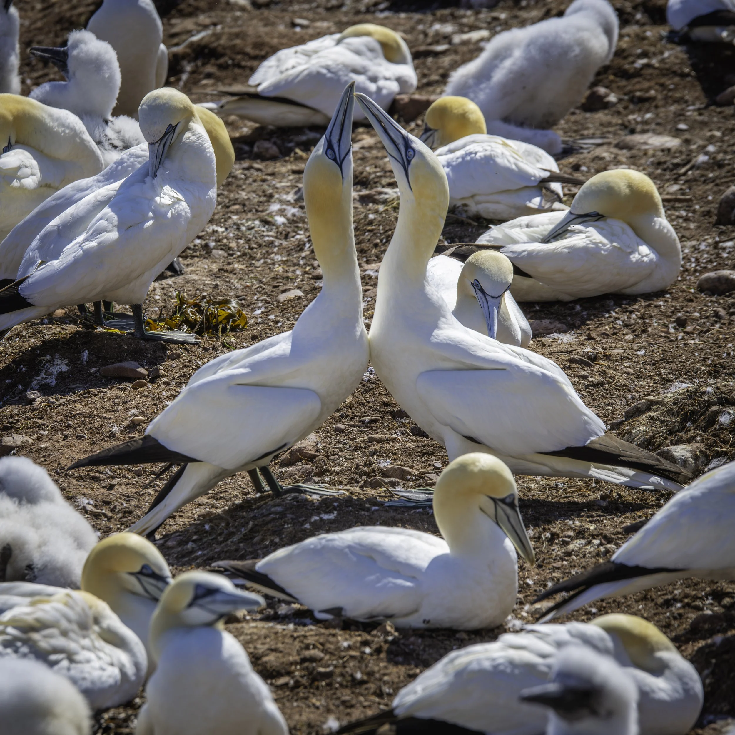 CA-Gaspesie - New Brunswick - Nova scotia 2018 4061.jpg