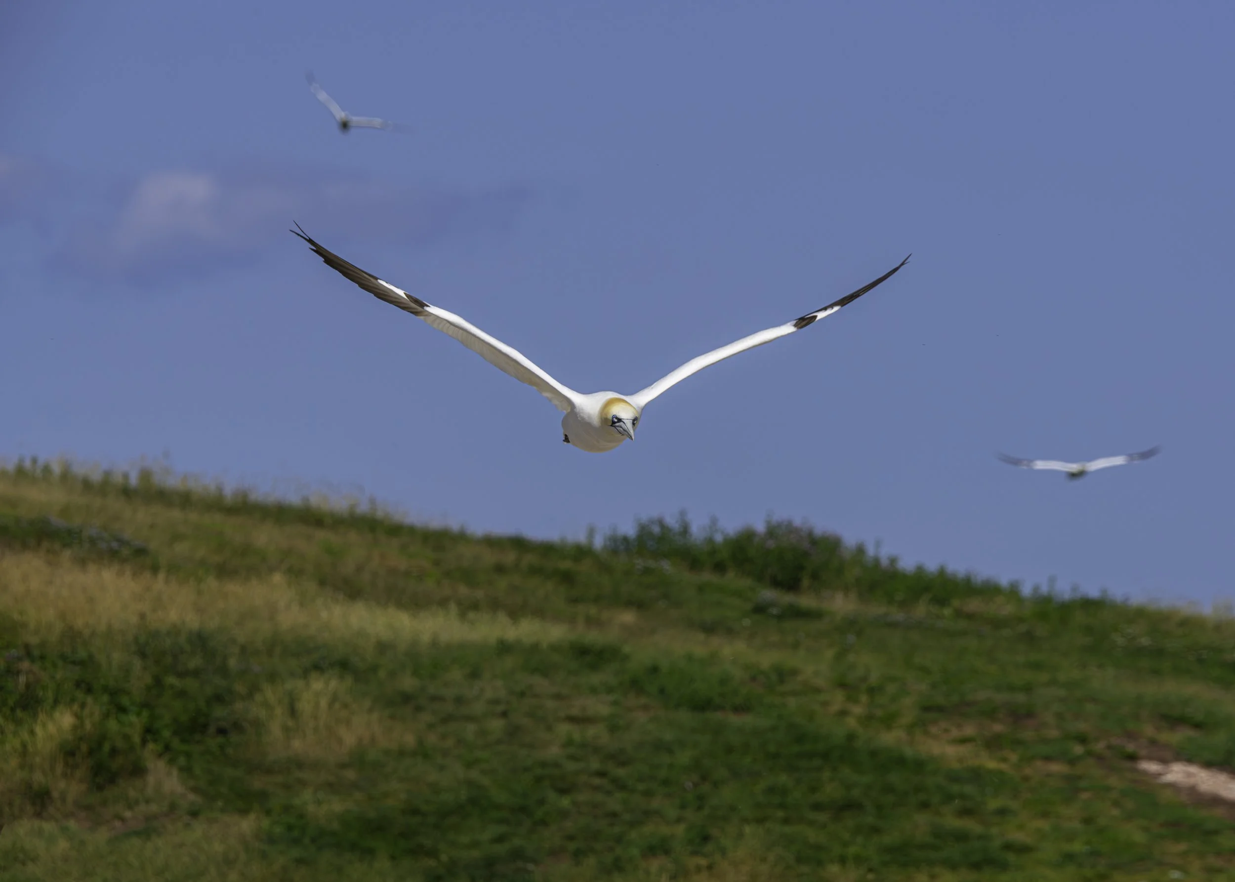 CA-Gaspesie - New Brunswick - Nova scotia 2018 4289.jpg