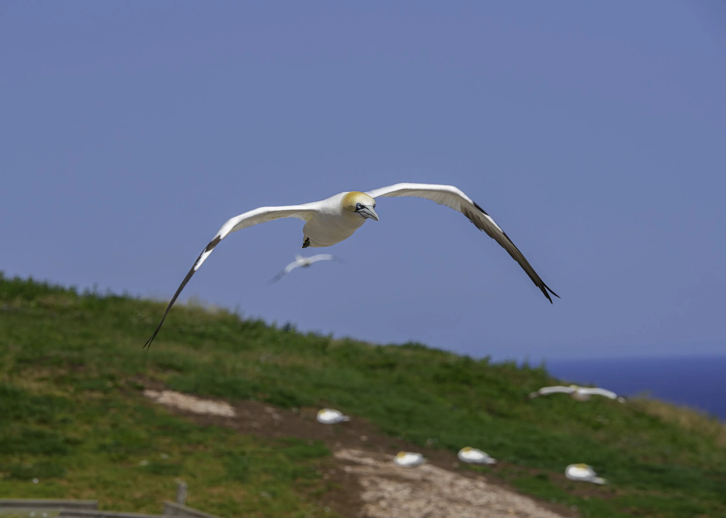 CA-Gaspesie - New Brunswick - Nova scotia 2018 4291.jpg