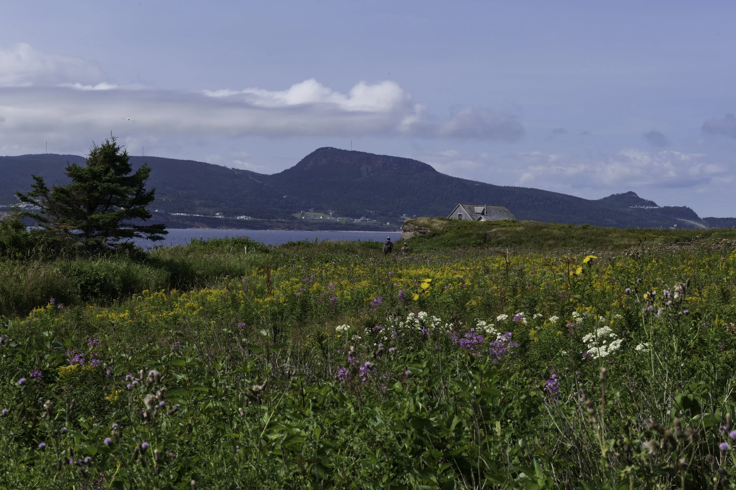 CA-Gaspesie - New Brunswick - Nova scotia 2018 4626.jpg