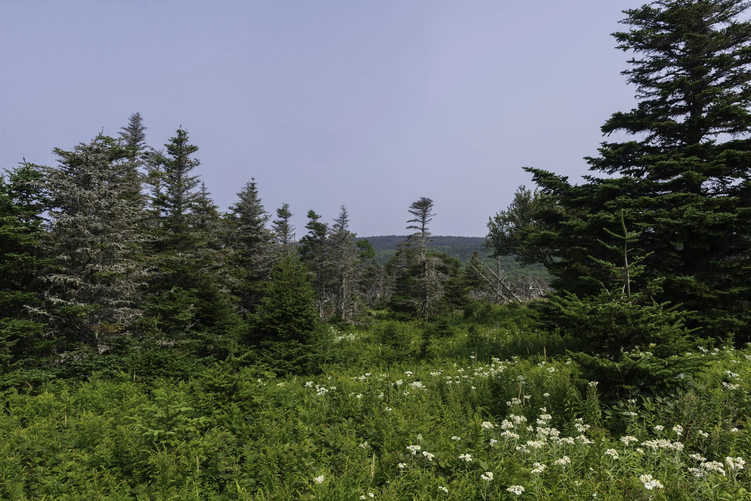 CA-Gaspesie - New Brunswick - Nova scotia 2018 5100.jpg