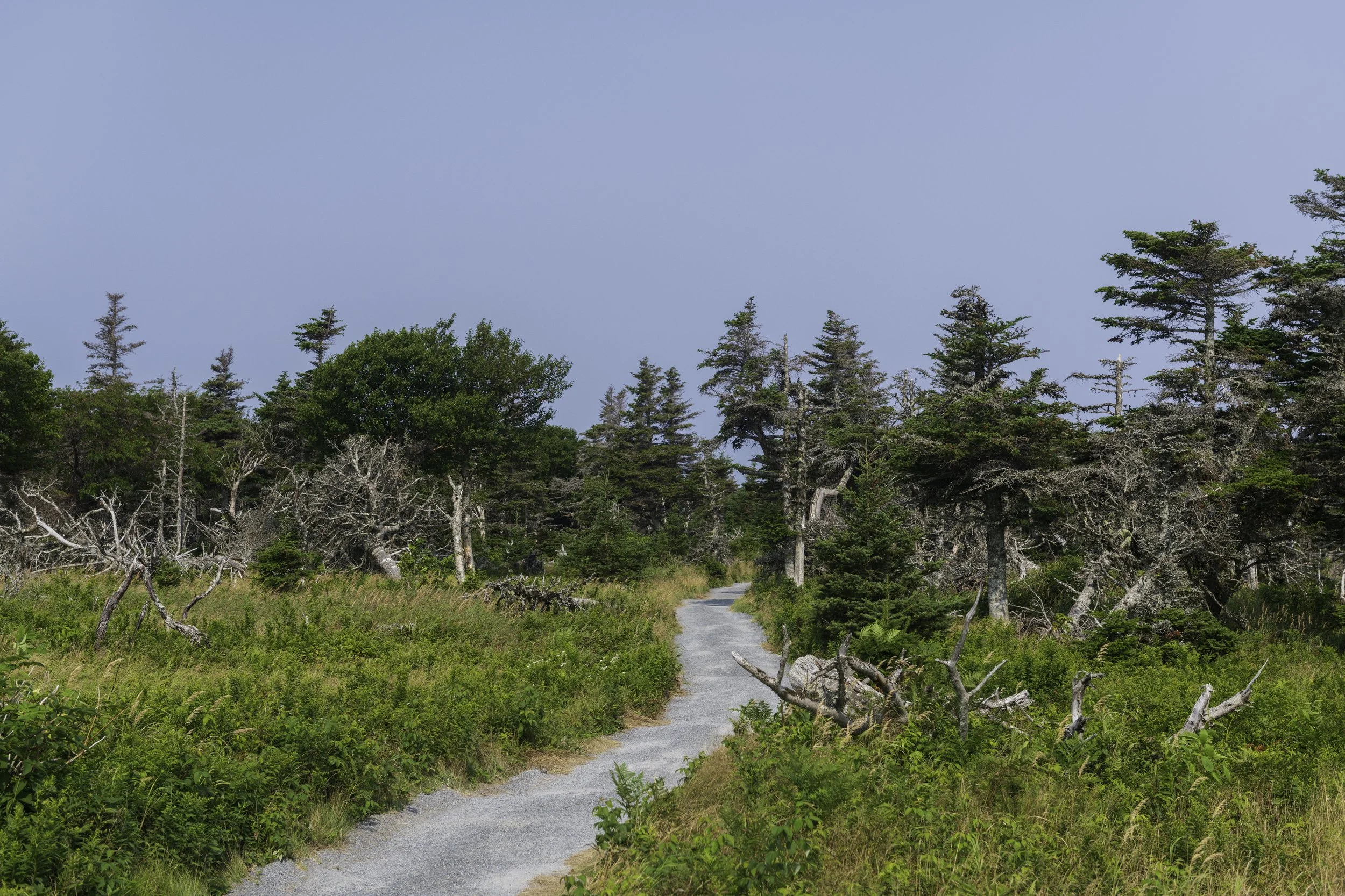 CA-Gaspesie - New Brunswick - Nova scotia 2018 5096.jpg