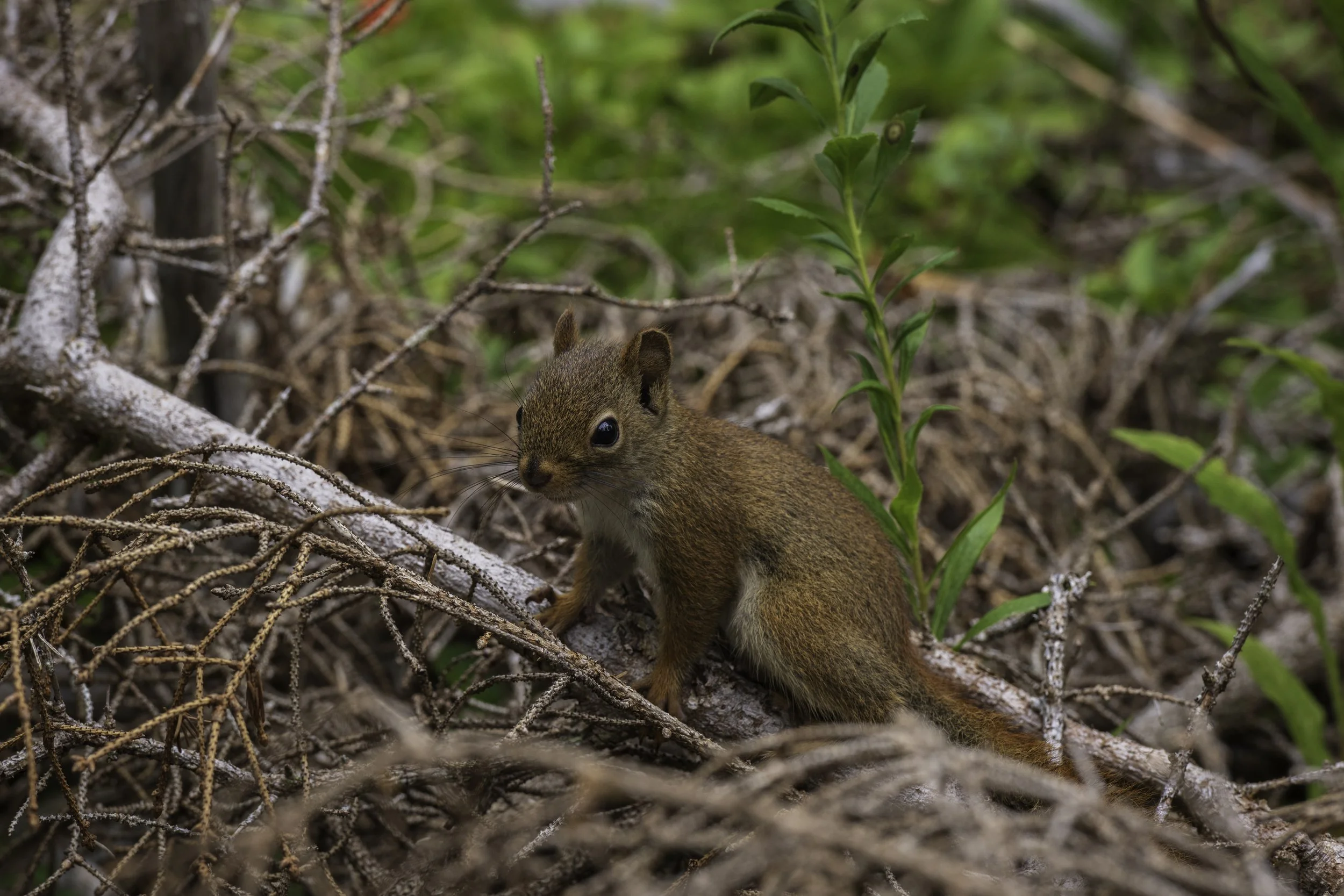 CA-Gaspesie - New Brunswick - Nova scotia 2018 5156.jpg