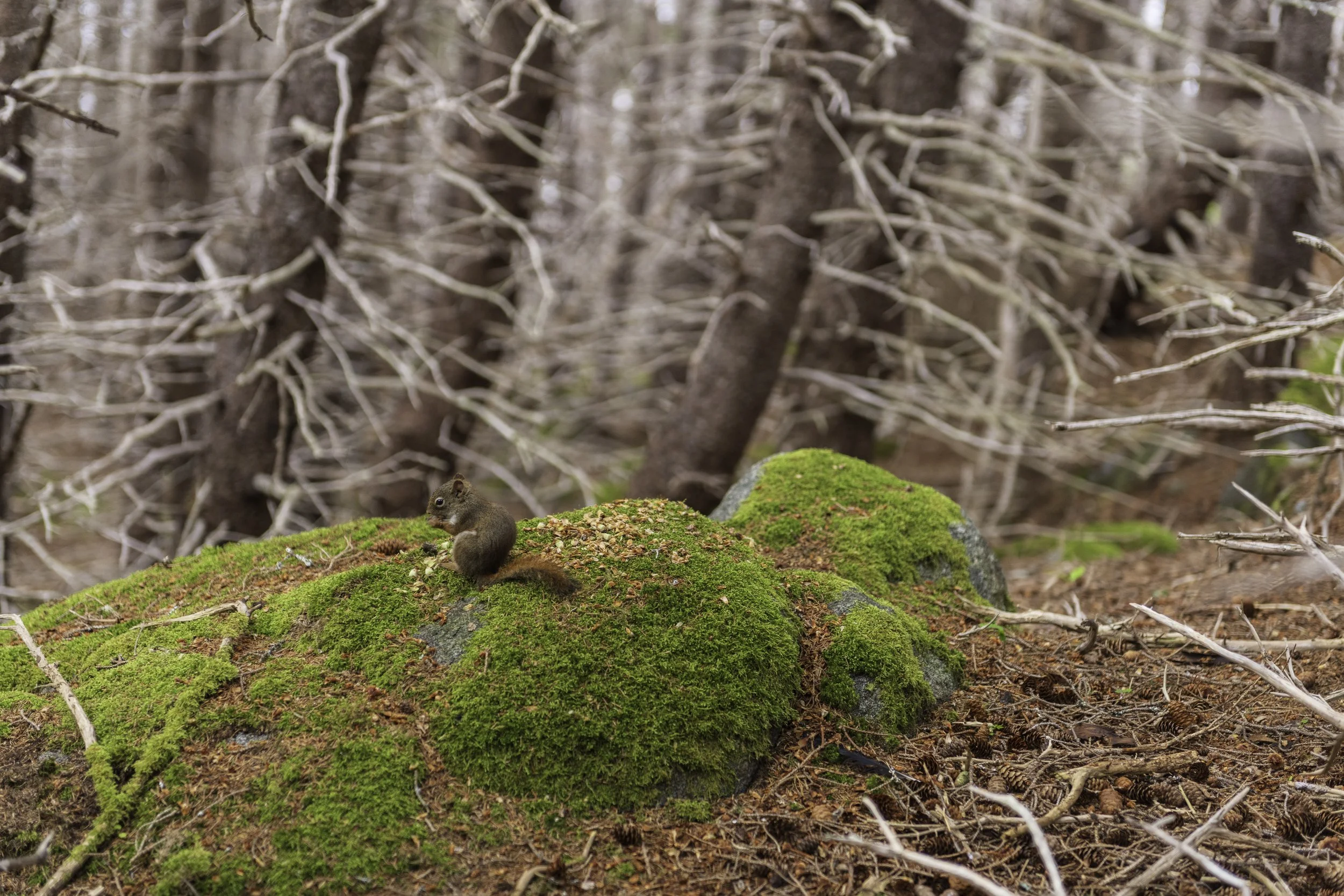 CA-Gaspesie - New Brunswick - Nova scotia 2018 5211.jpg