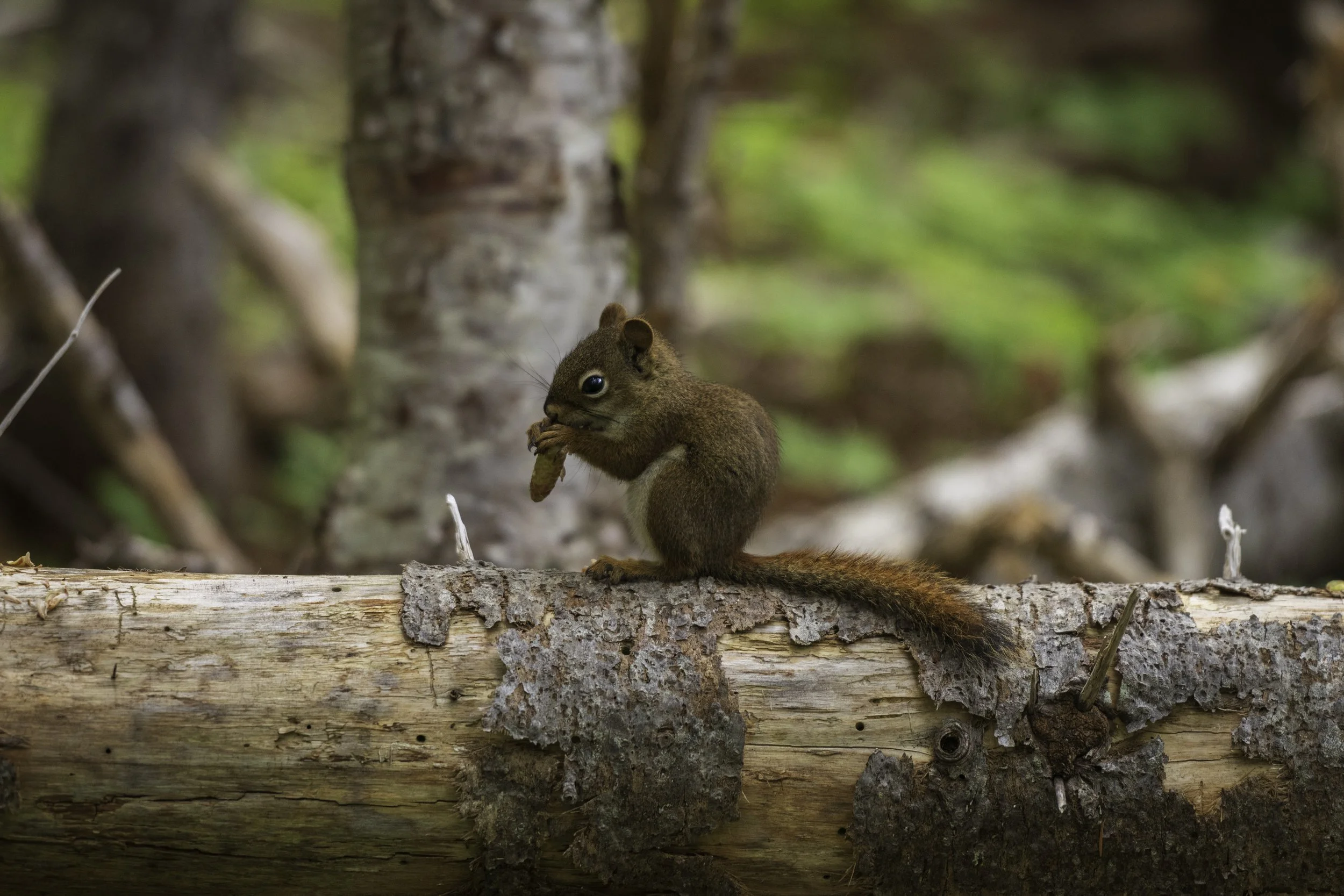 CA-Gaspesie - New Brunswick - Nova scotia 2018 5243.jpg
