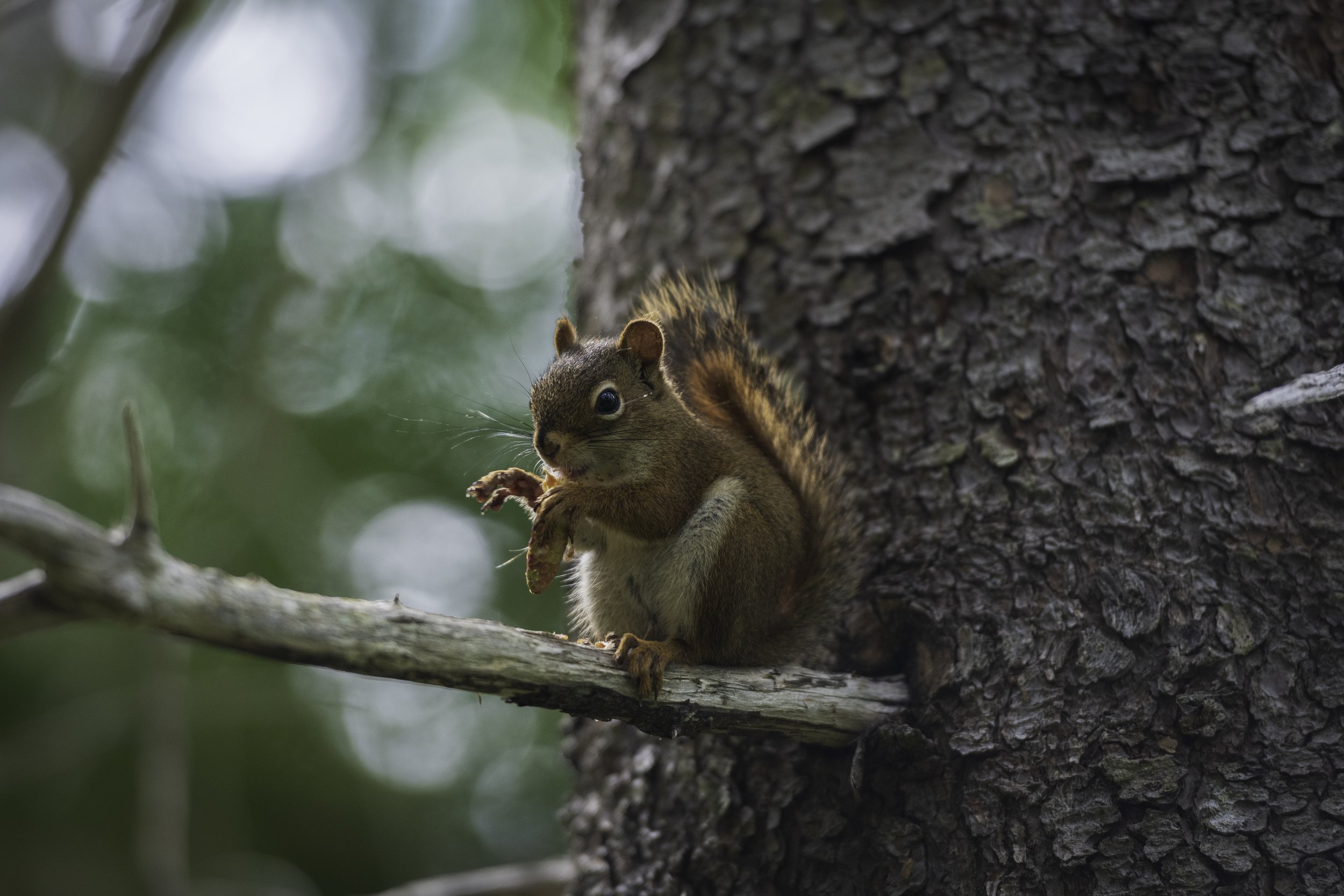 CA-Gaspesie - New Brunswick - Nova scotia 2018 5251.jpg