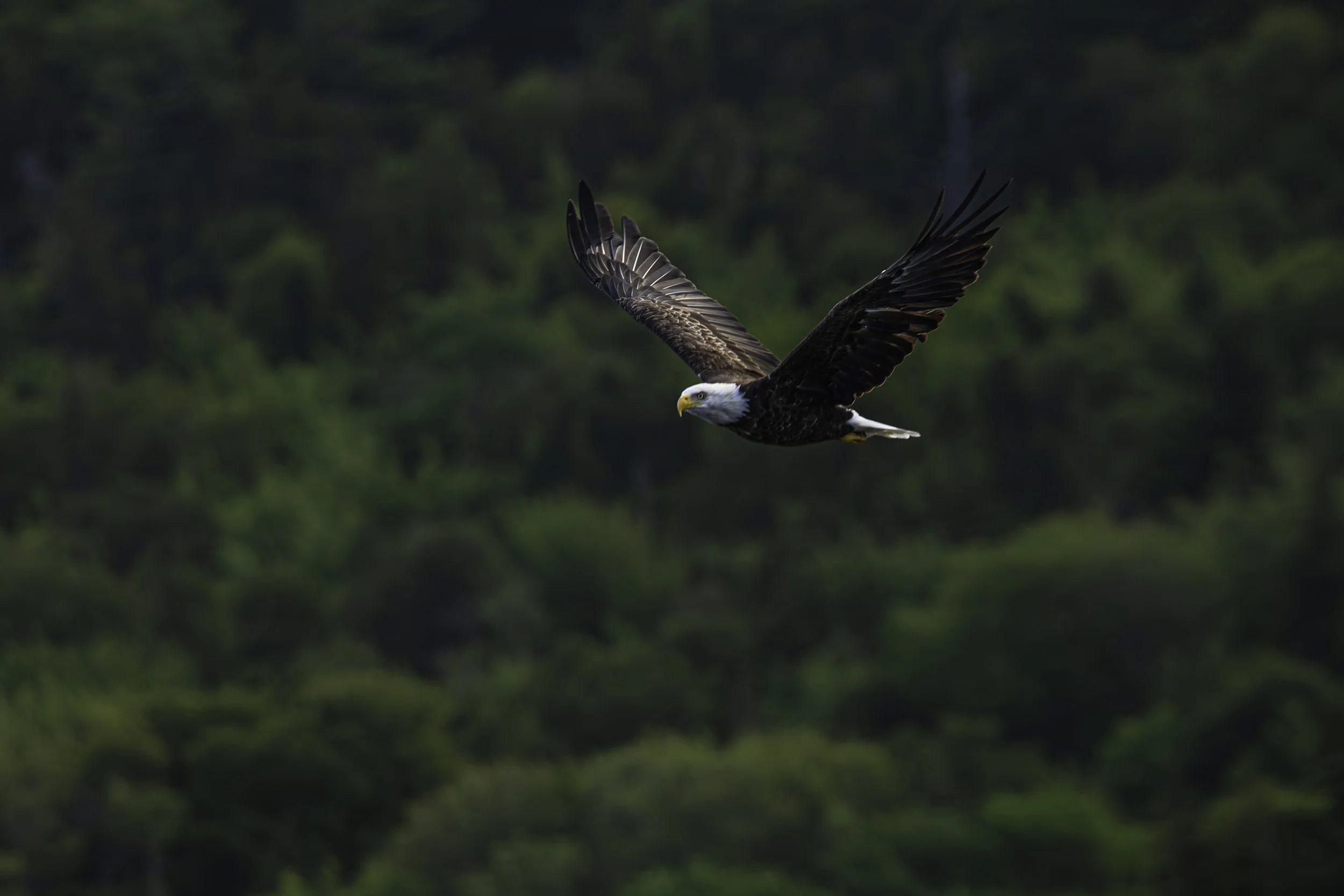 CA-Gaspesie - New Brunswick - Nova scotia 2018 5616.jpg