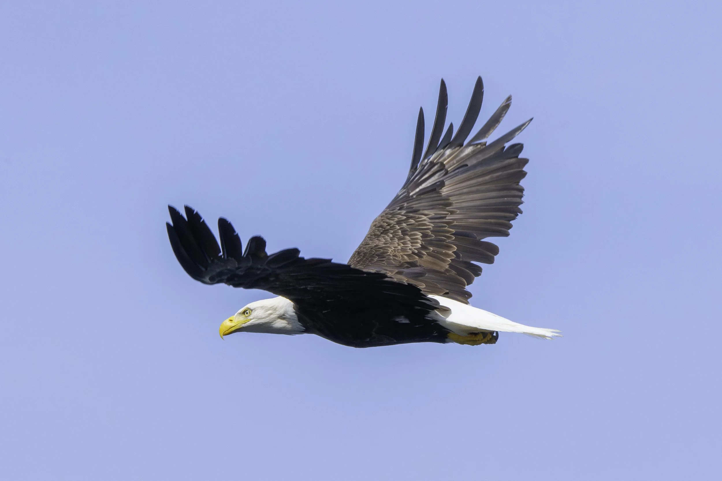 CA-Gaspesie - New Brunswick - Nova scotia 2018 5632.jpg