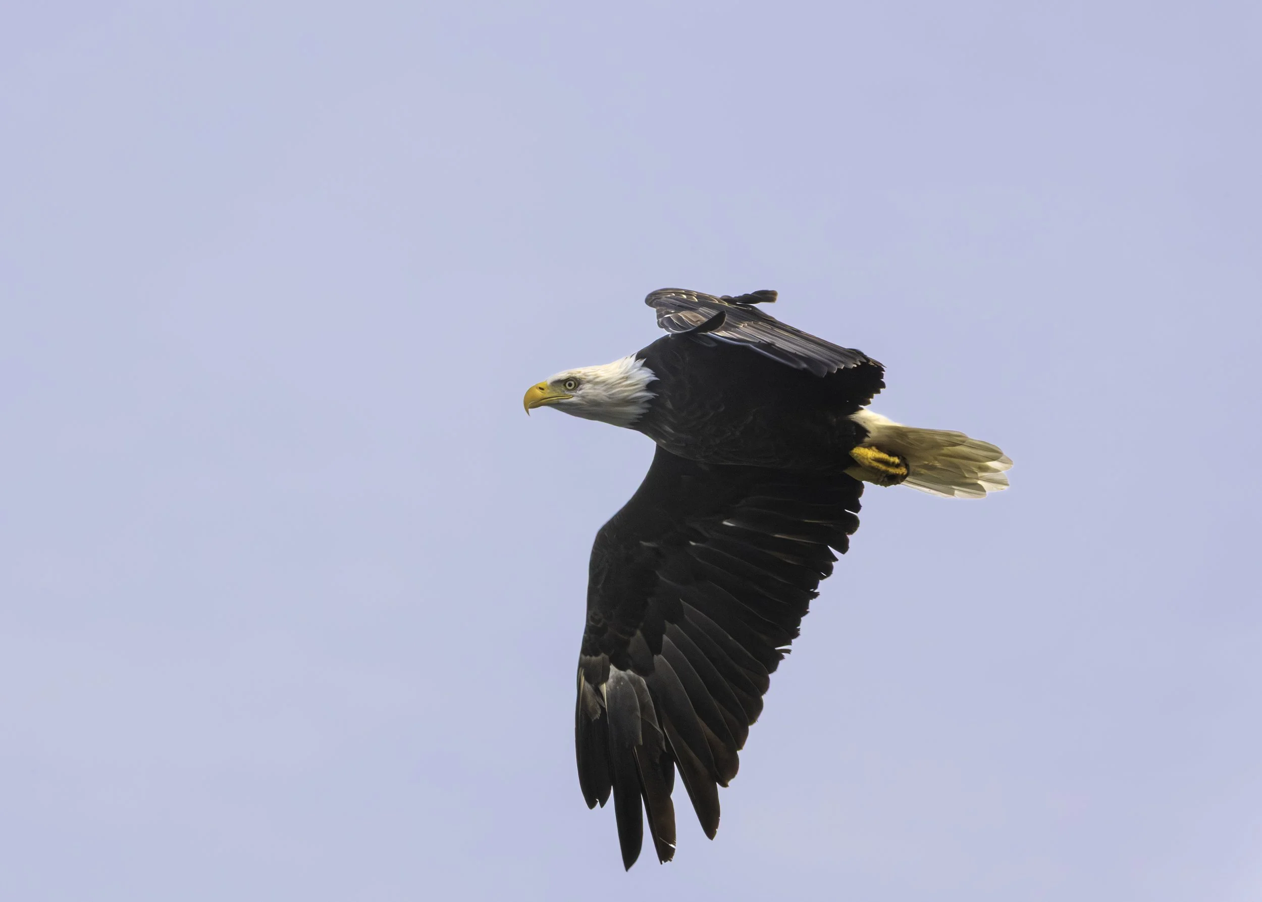 CA-Gaspesie - New Brunswick - Nova scotia 2018 5602.jpg