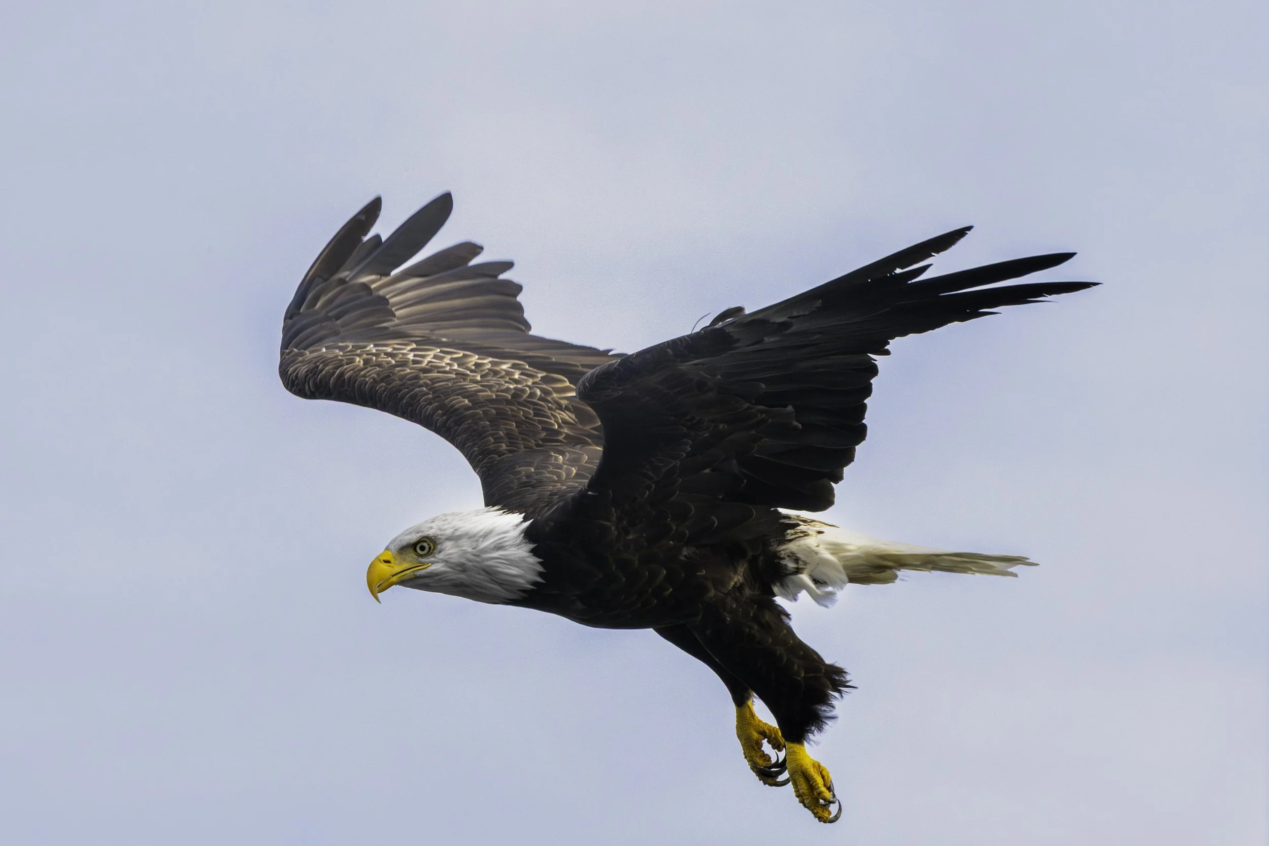 CA-Gaspesie - New Brunswick - Nova scotia 2018 5628.jpg