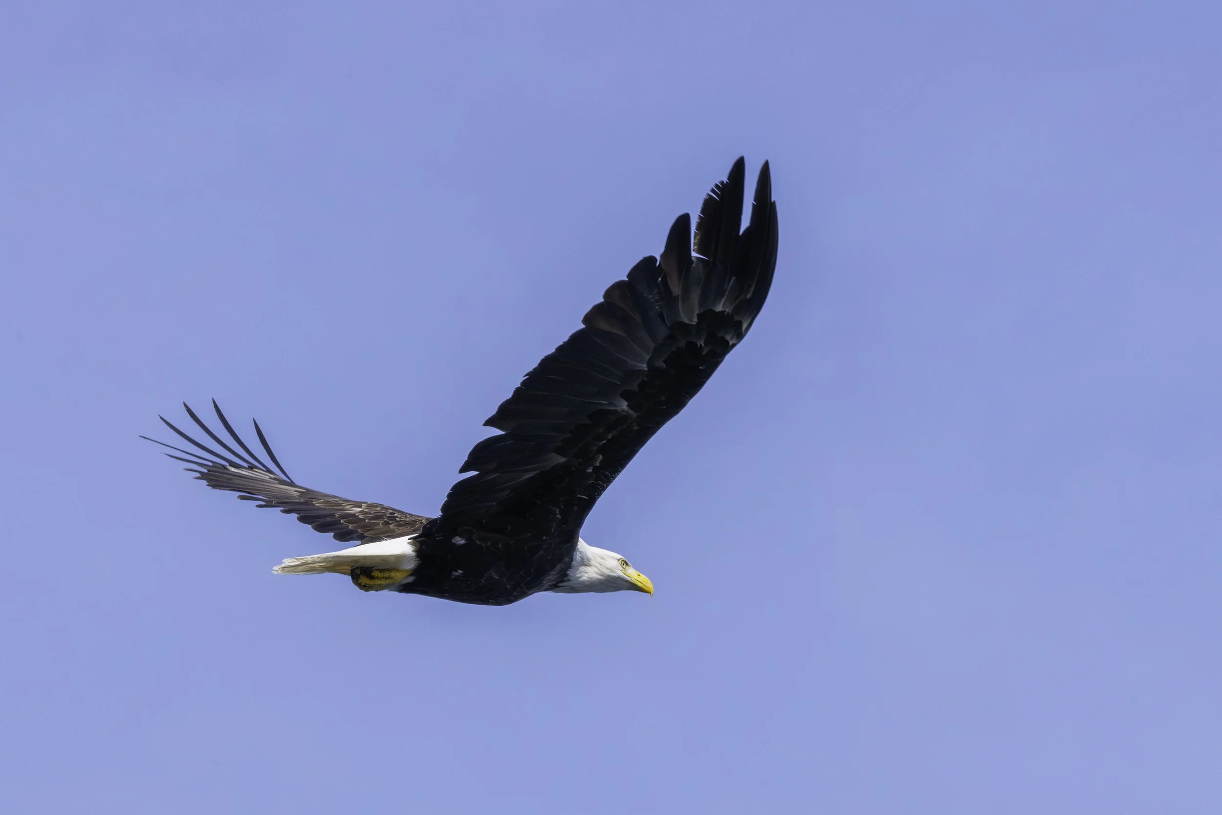 CA-Gaspesie - New Brunswick - Nova scotia 2018 5649.jpg