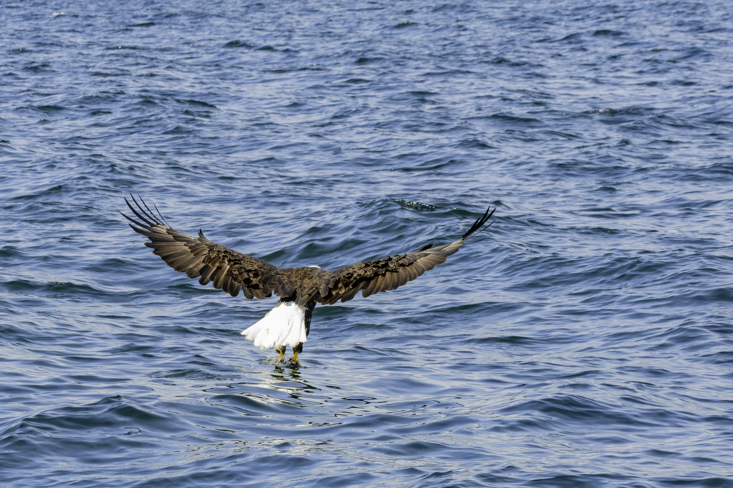 CA-Gaspesie - New Brunswick - Nova scotia 2018 5669.jpg