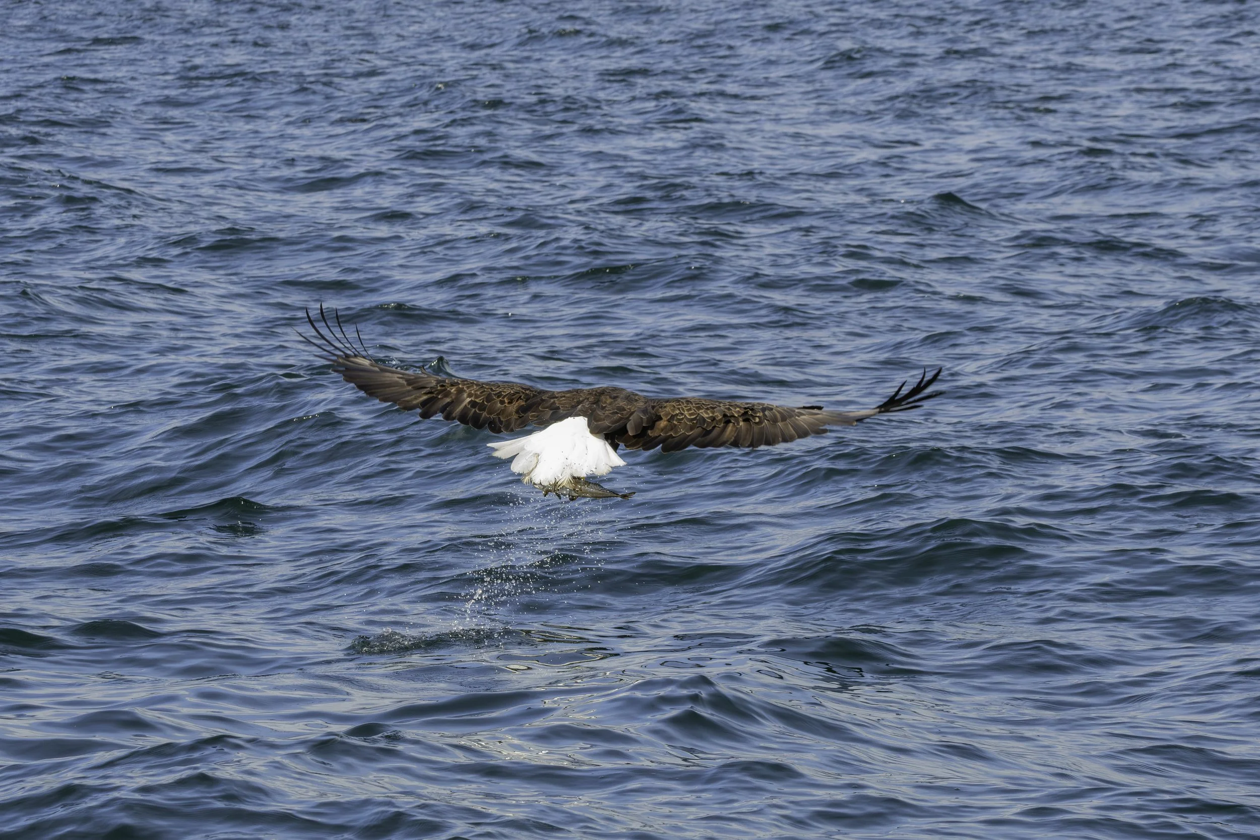 CA-Gaspesie - New Brunswick - Nova scotia 2018 5671.jpg