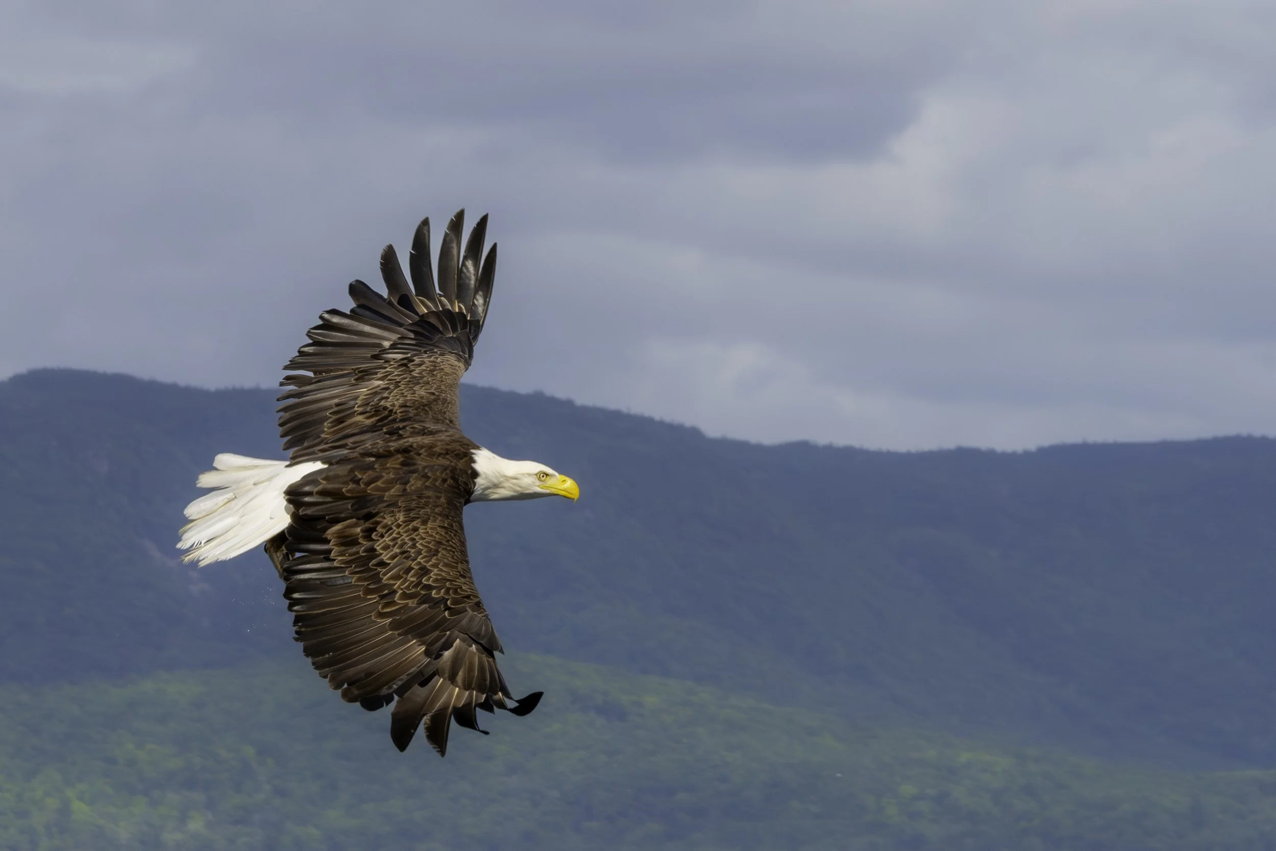 CA-Gaspesie - New Brunswick - Nova scotia 2018 5677.jpg