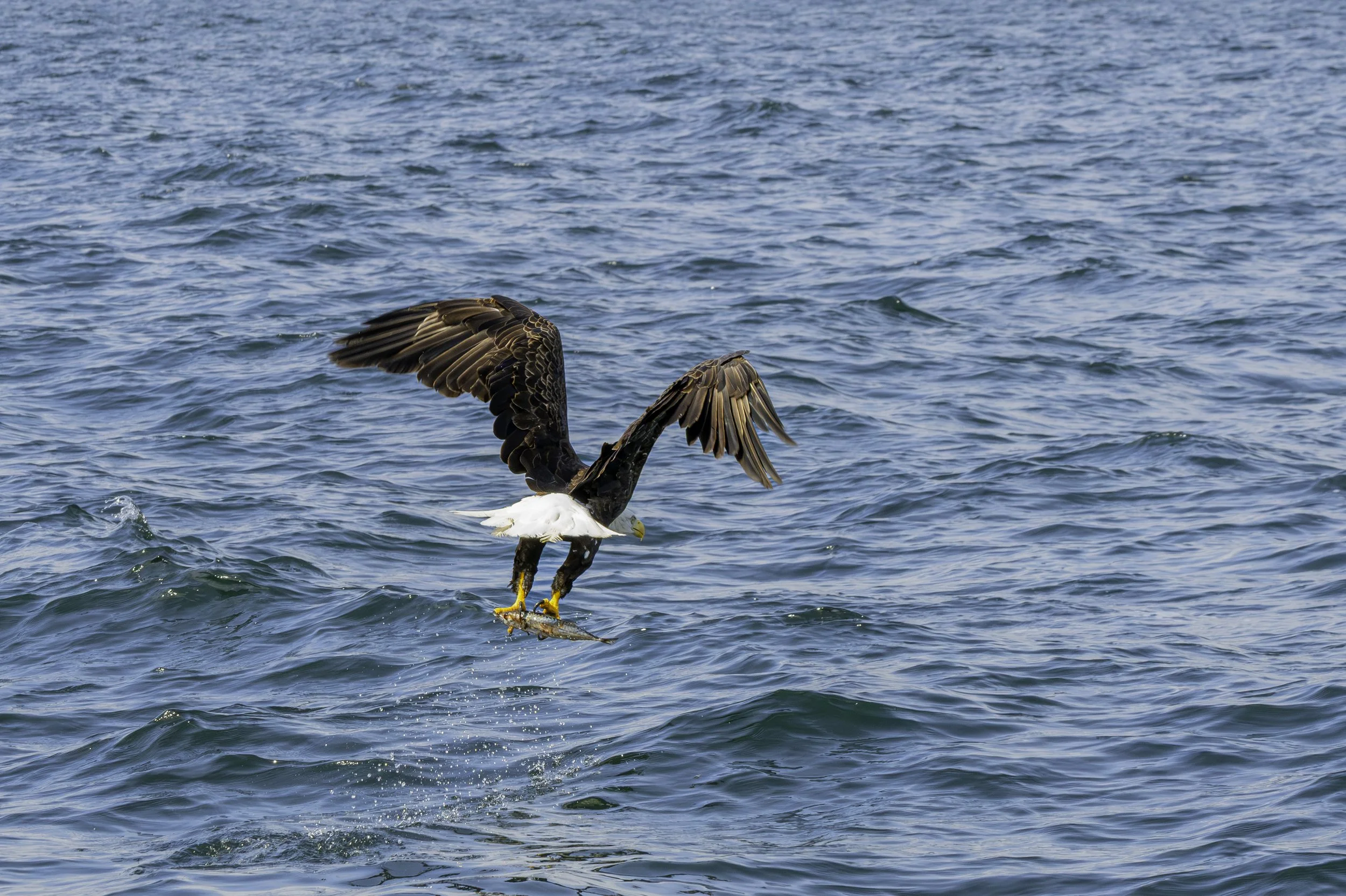 CA-Gaspesie - New Brunswick - Nova scotia 2018 5672.jpg