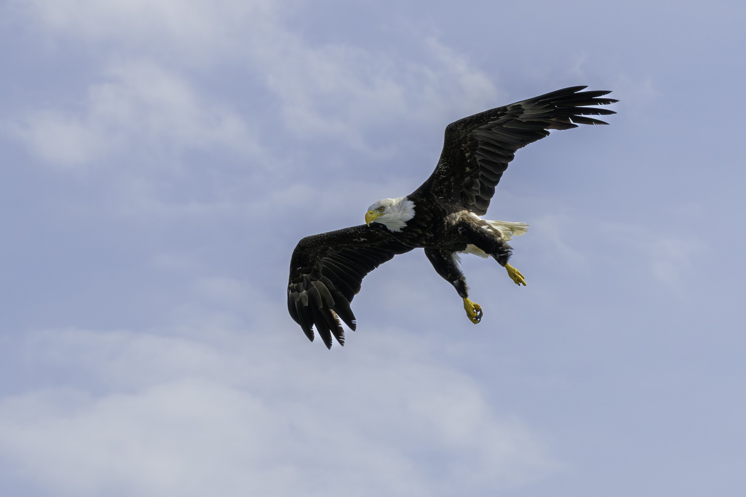 CA-Gaspesie - New Brunswick - Nova scotia 2018 5707.jpg