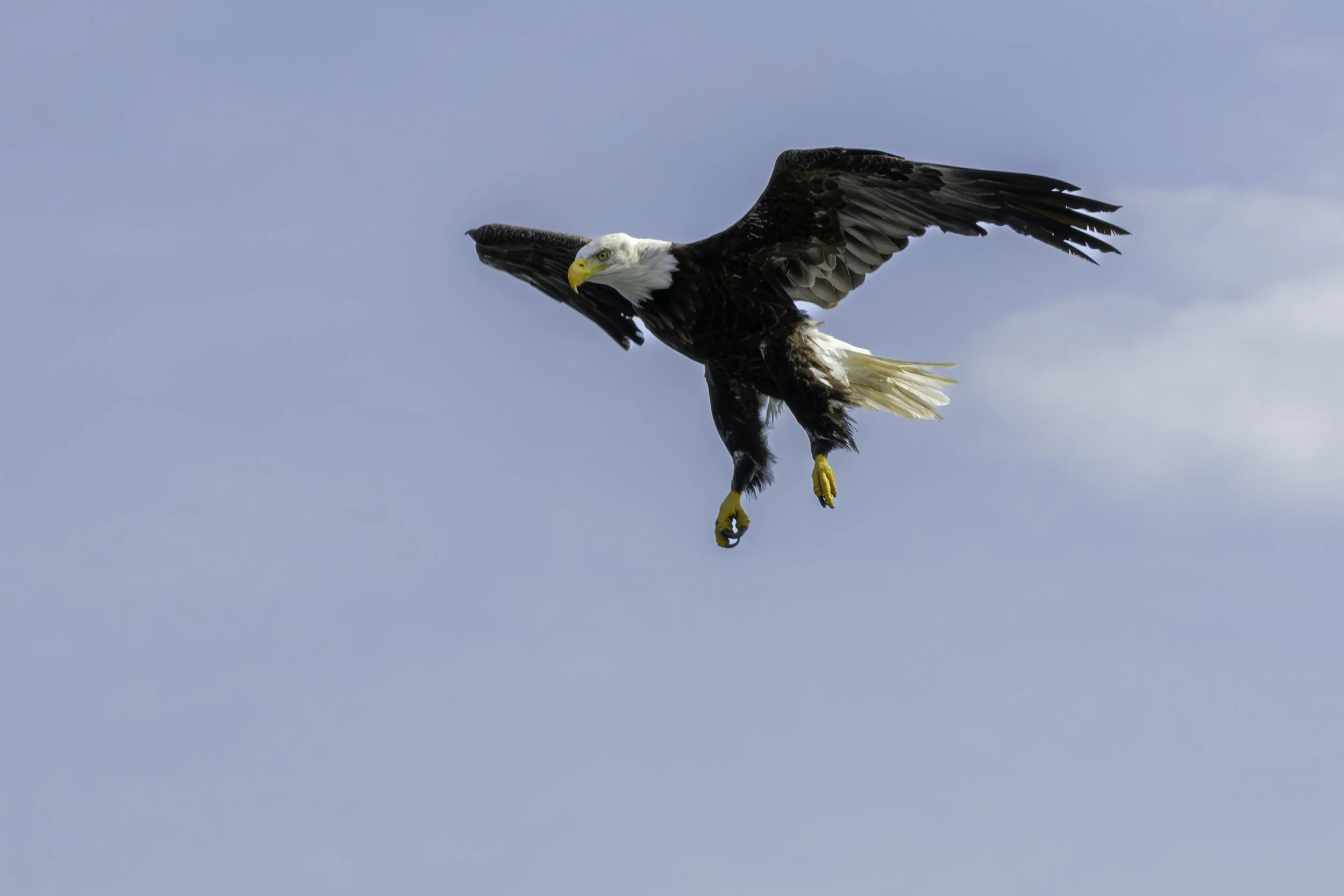 CA-Gaspesie - New Brunswick - Nova scotia 2018 5710.jpg