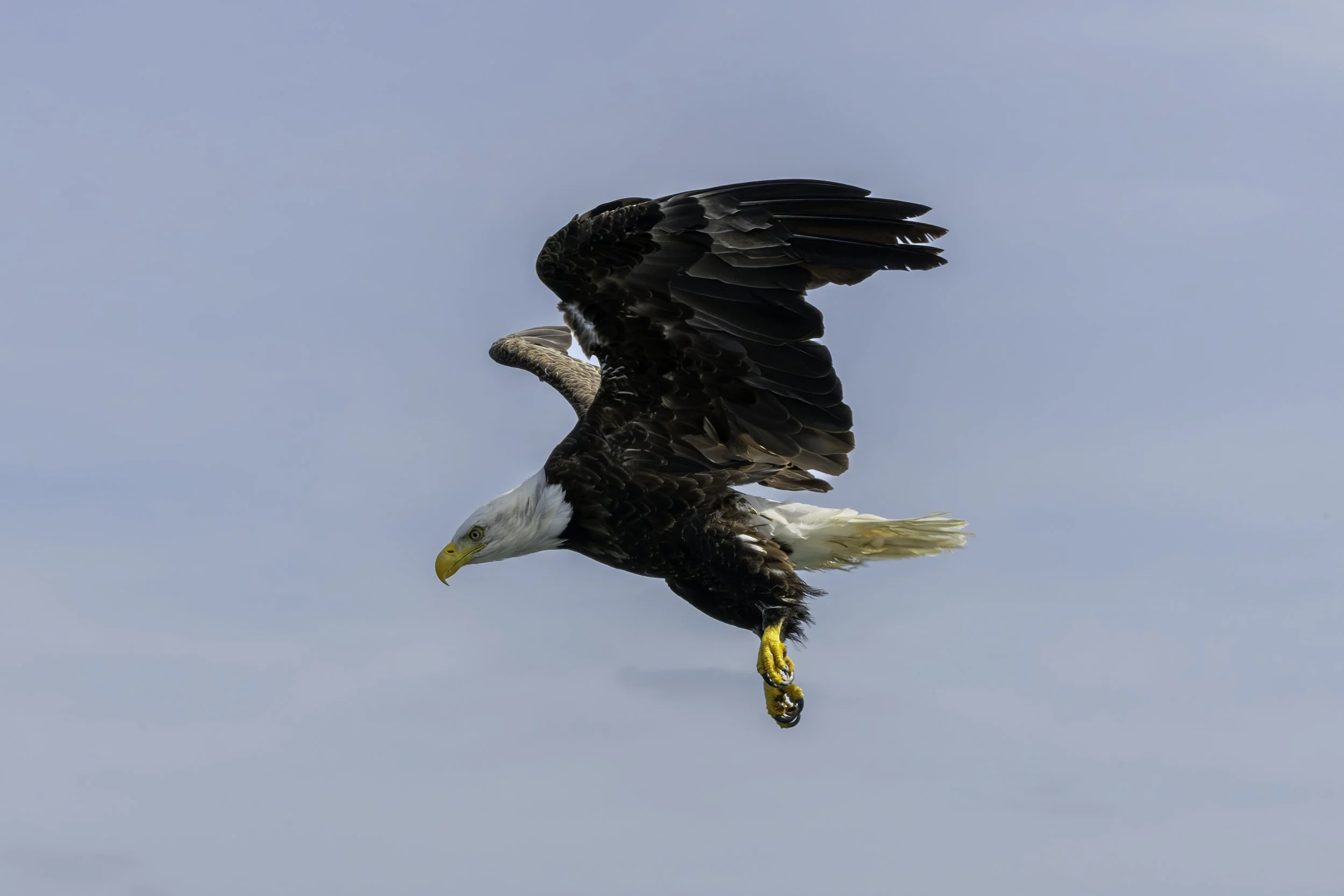 CA-Gaspesie - New Brunswick - Nova scotia 2018 5712.jpg