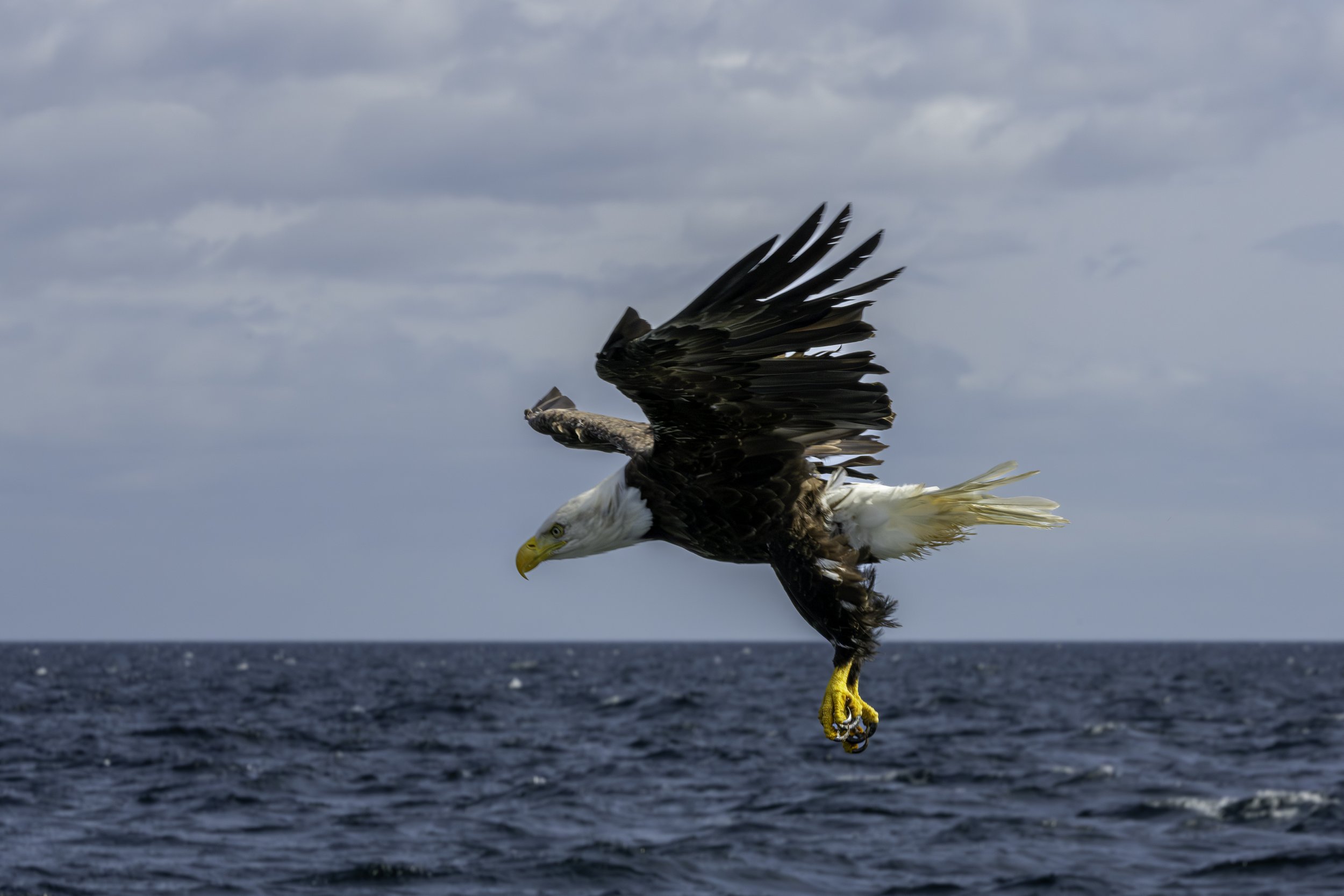 CA-Gaspesie - New Brunswick - Nova scotia 2018 5714.jpg