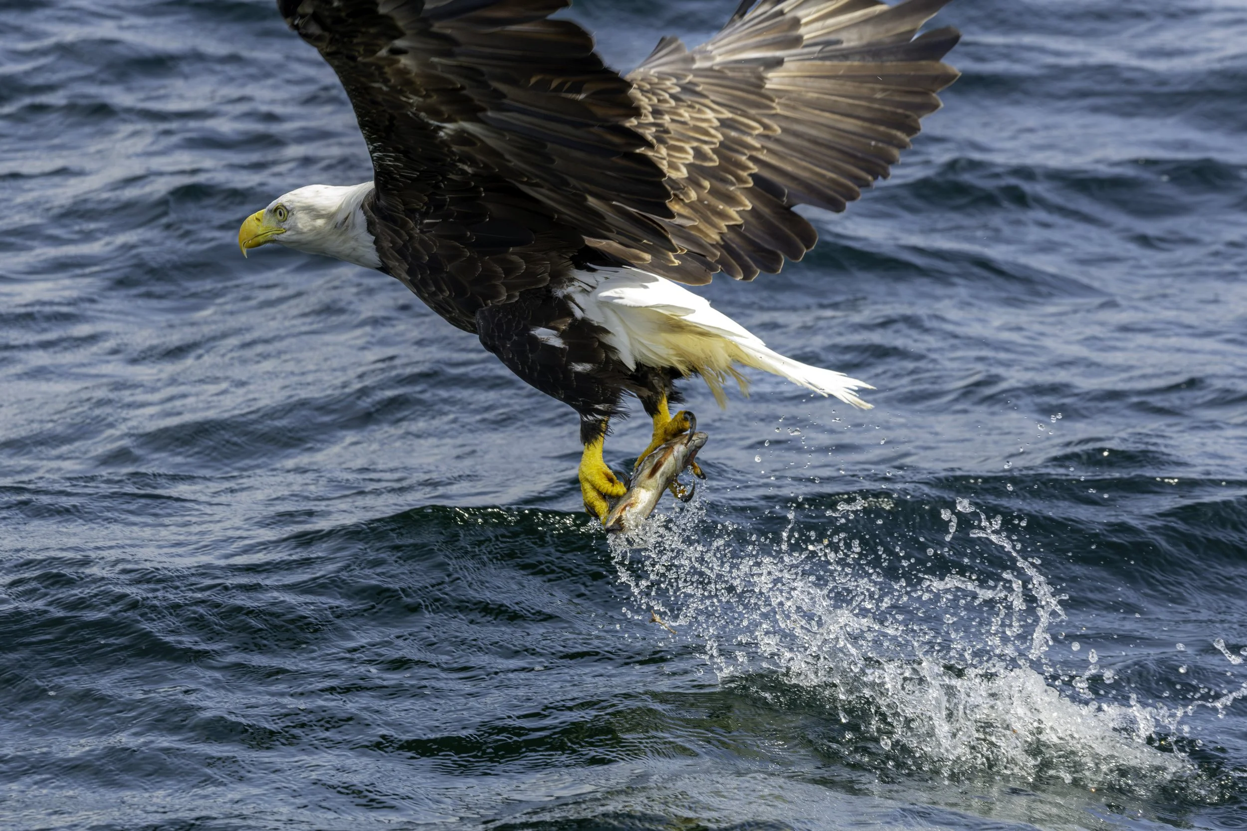CA-Gaspesie - New Brunswick - Nova scotia 2018 5719.jpg
