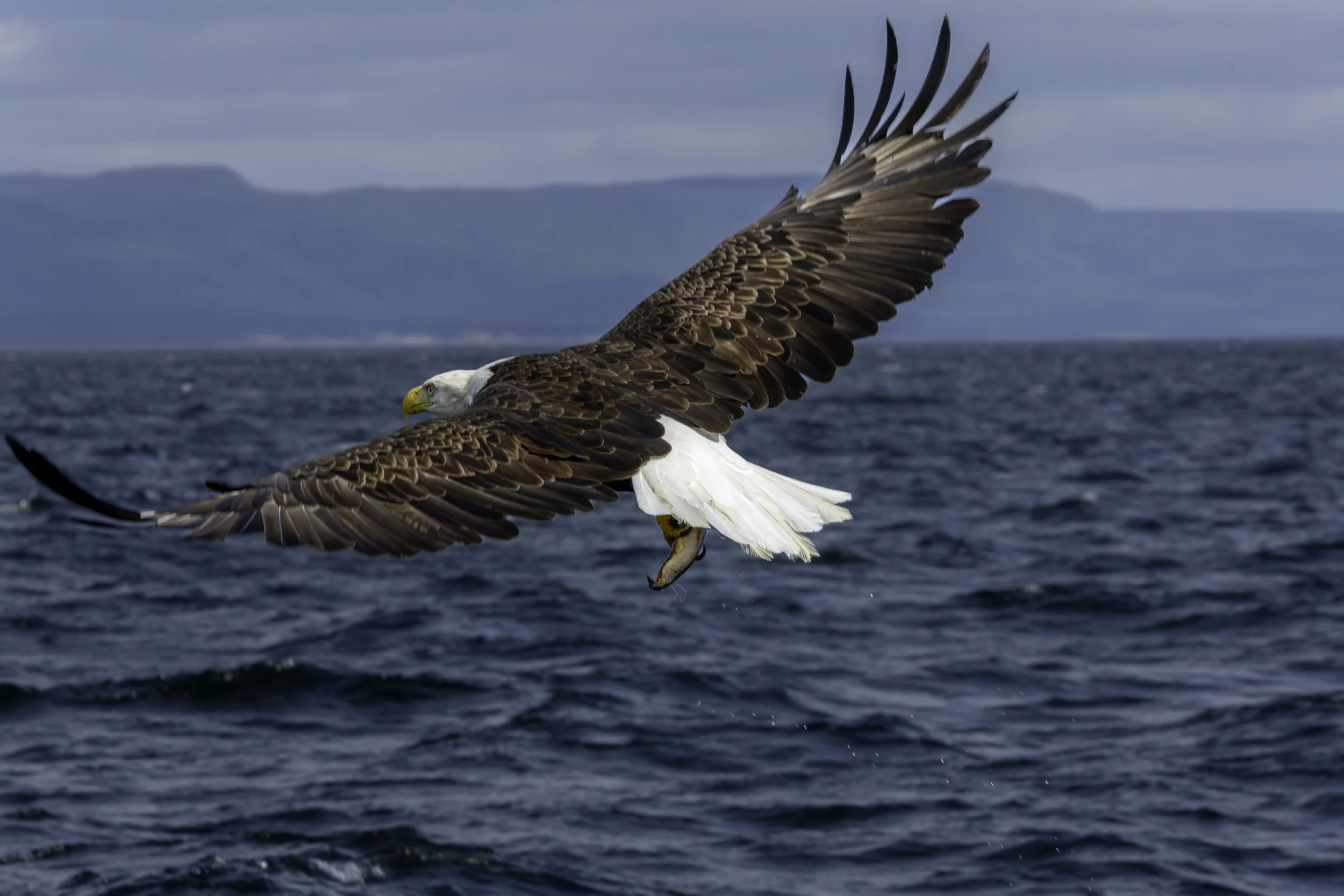 CA-Gaspesie - New Brunswick - Nova scotia 2018 5720.jpg