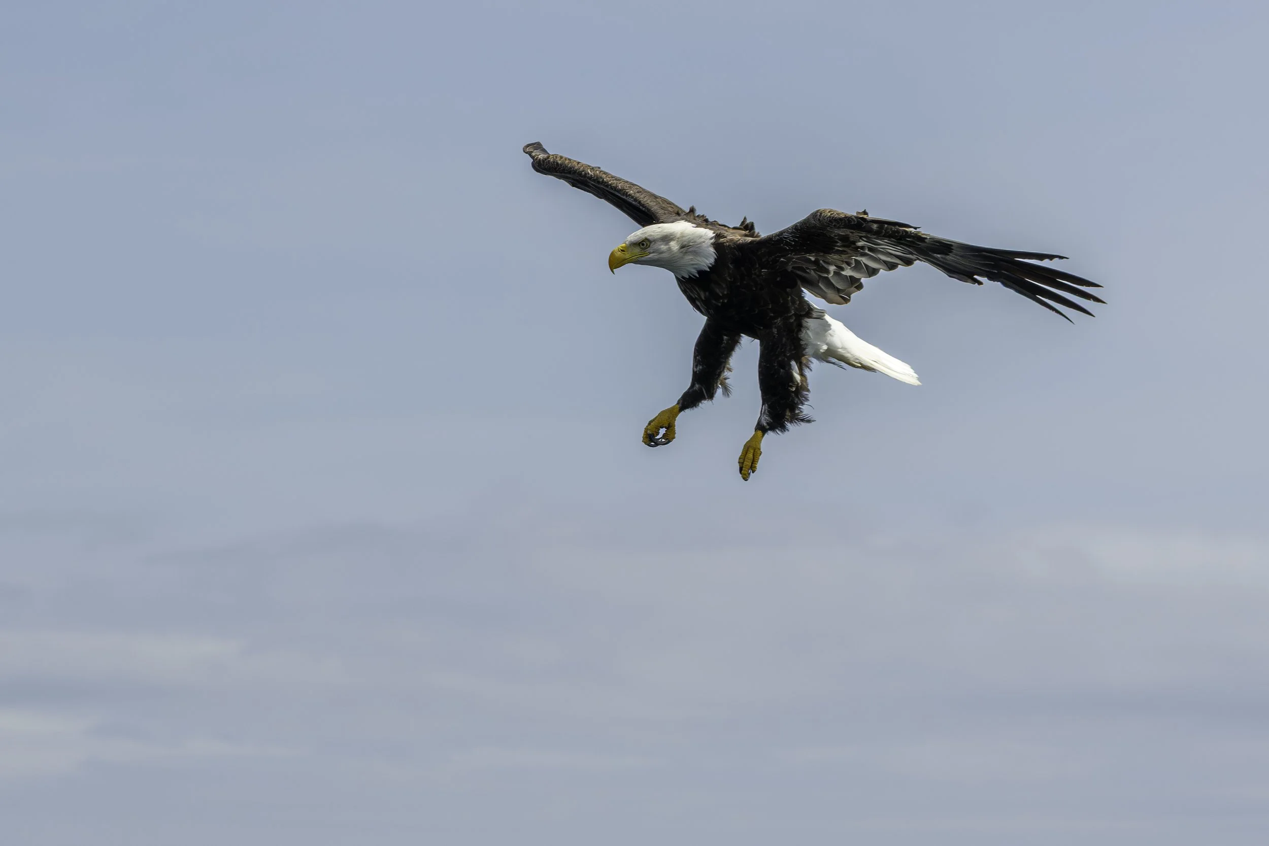 CA-Gaspesie - New Brunswick - Nova scotia 2018 6033.jpg