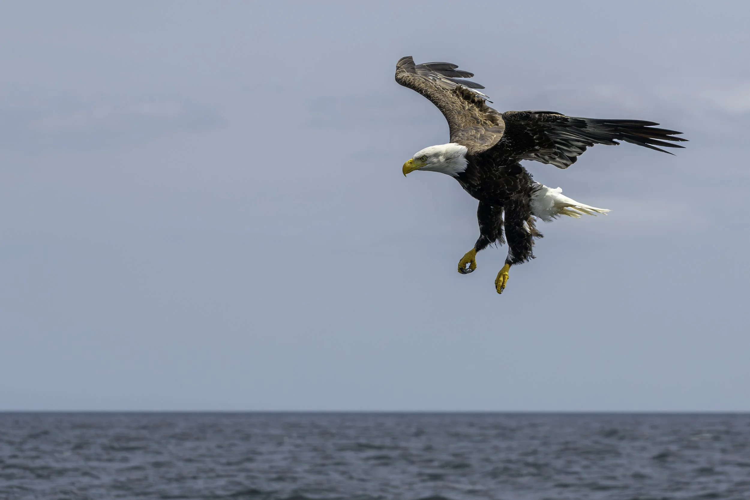 CA-Gaspesie - New Brunswick - Nova scotia 2018 6036.jpg