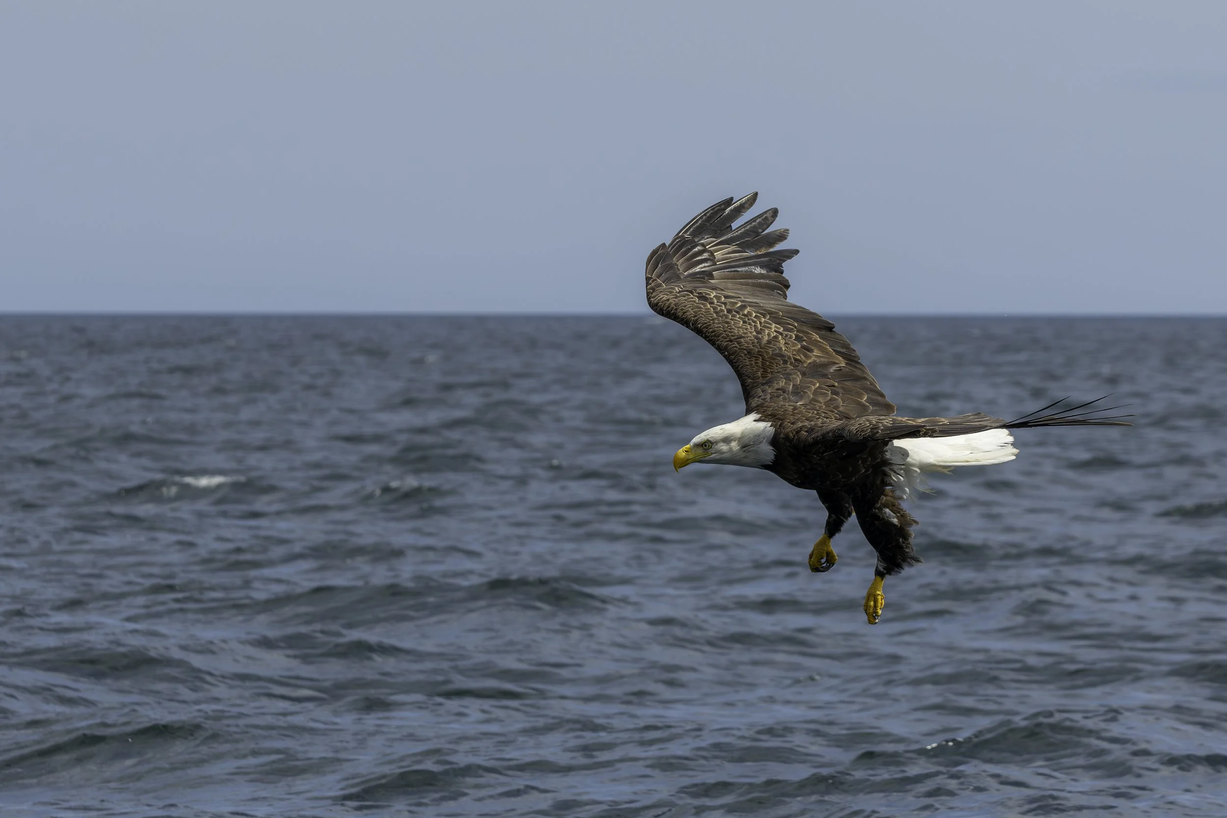 CA-Gaspesie - New Brunswick - Nova scotia 2018 6038.jpg