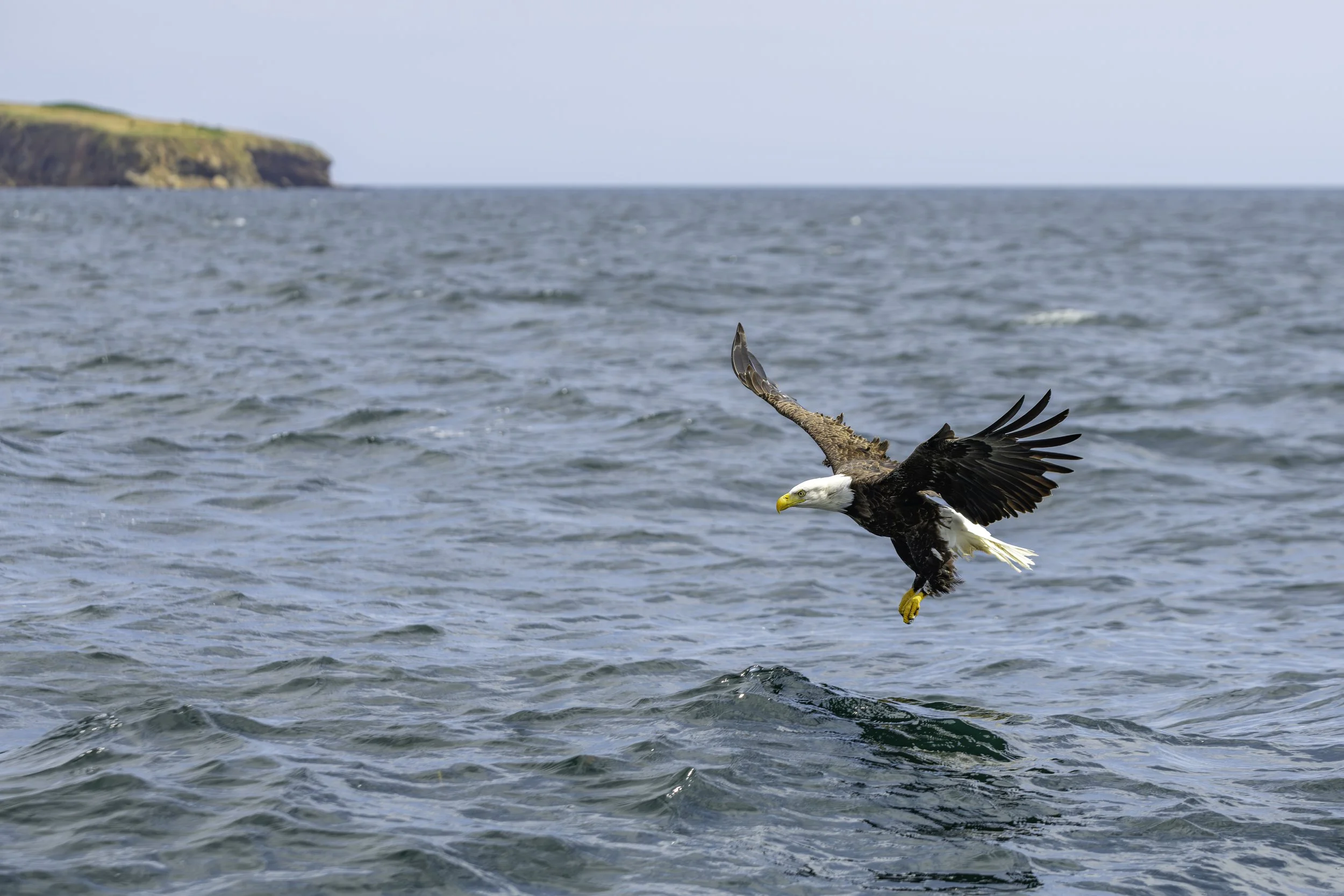 CA-Gaspesie - New Brunswick - Nova scotia 2018 6040.jpg