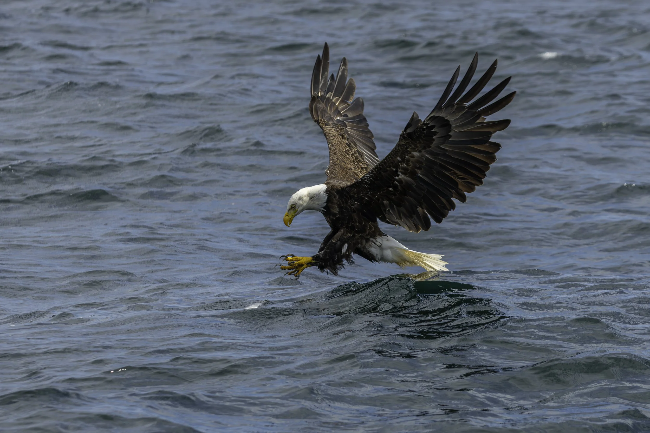 CA-Gaspesie - New Brunswick - Nova scotia 2018 6042.jpg