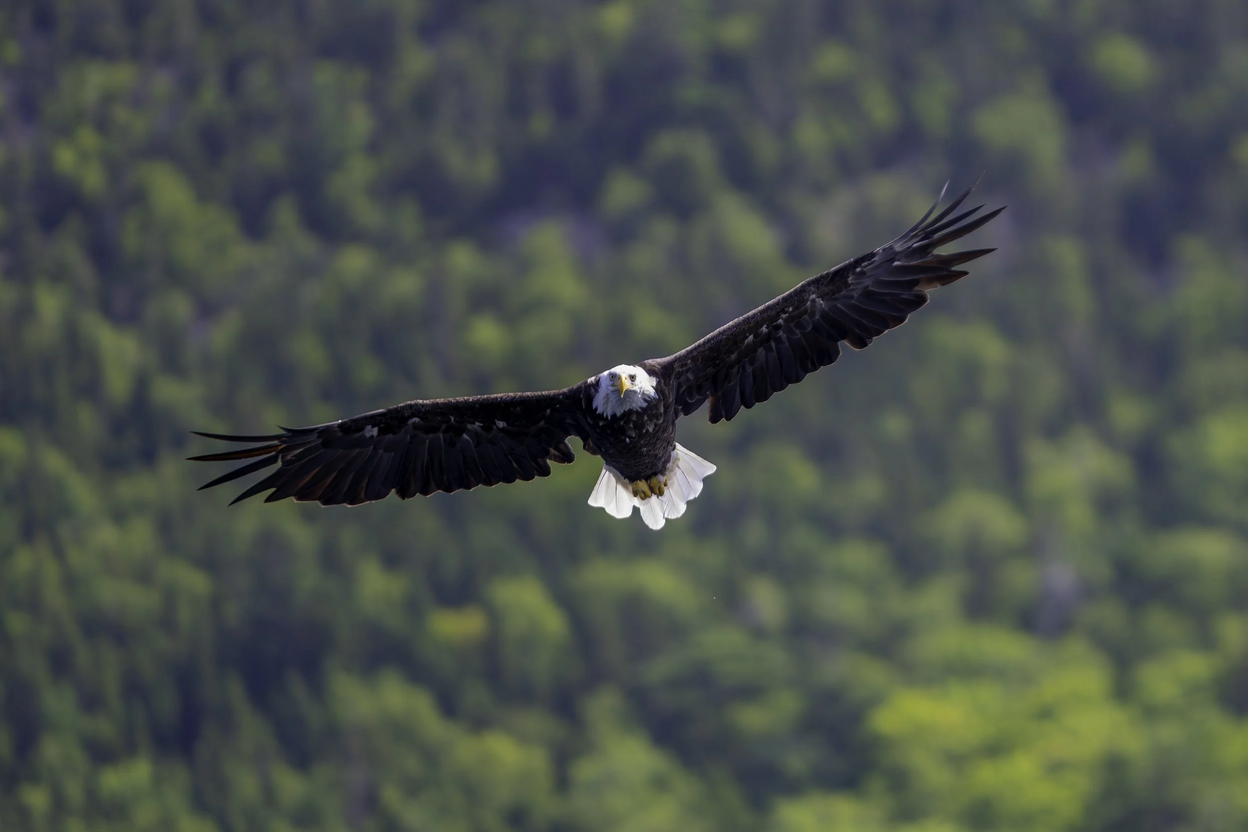 CA-Gaspesie - New Brunswick - Nova scotia 2018 6072.jpg